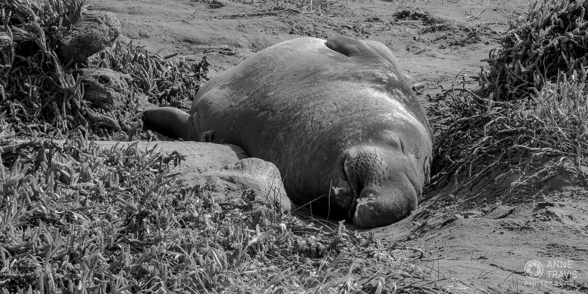 Elephant seal bull