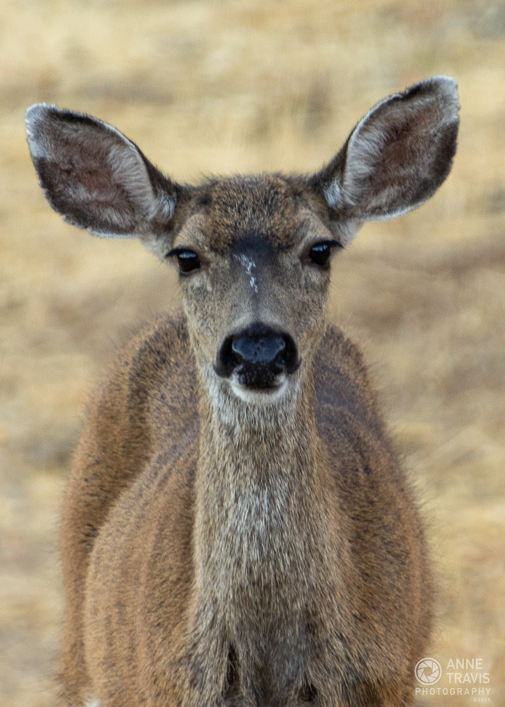 California mule deer