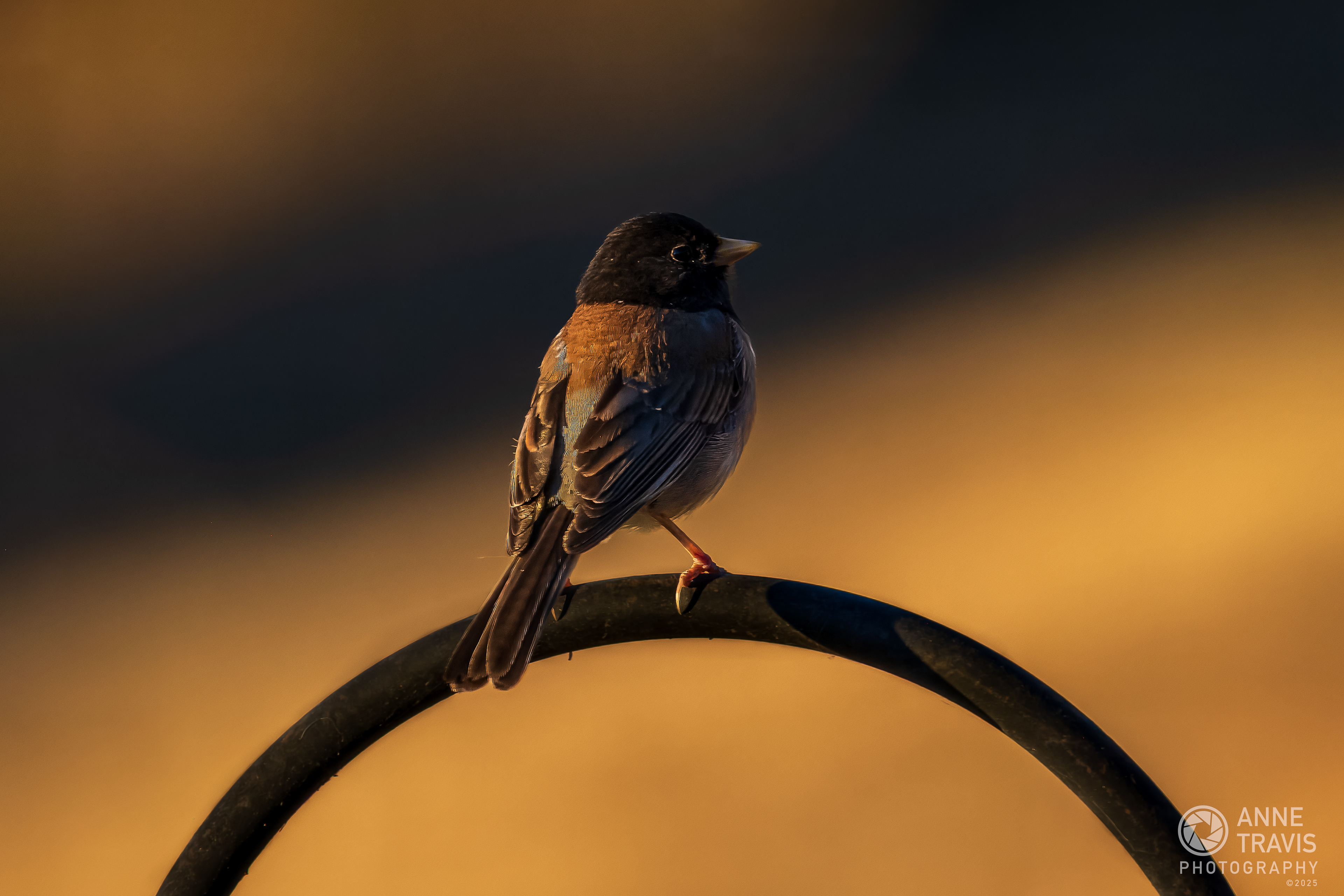 Junco