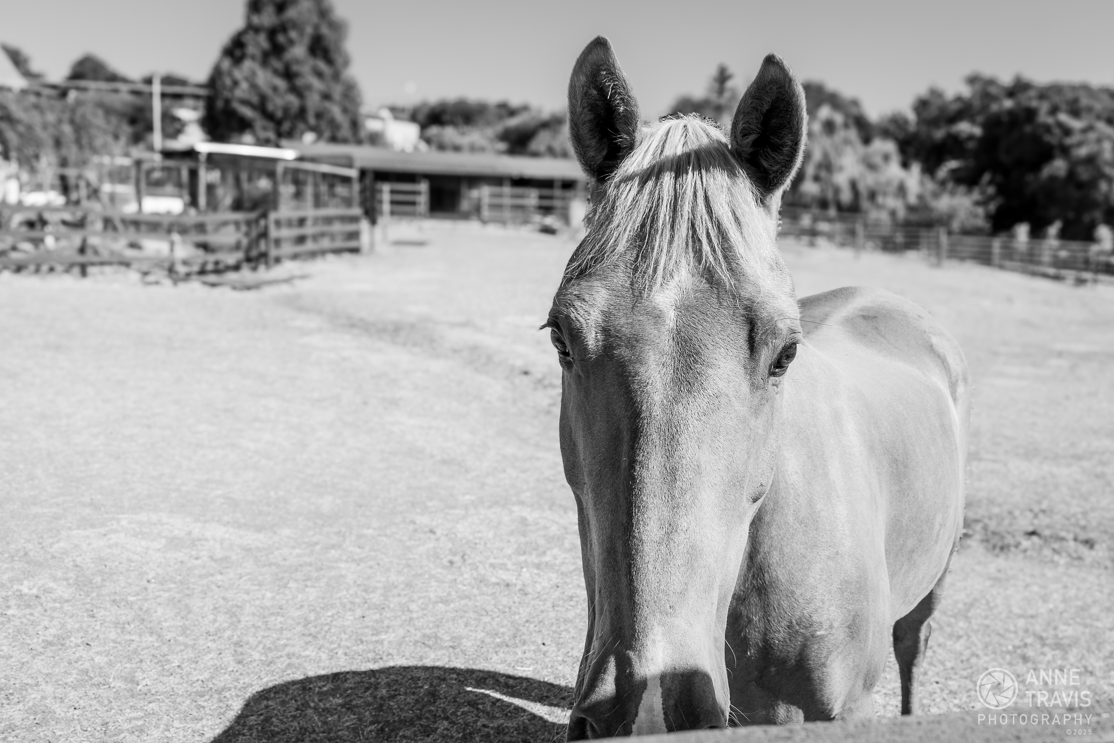 Mustang ("Sonny")