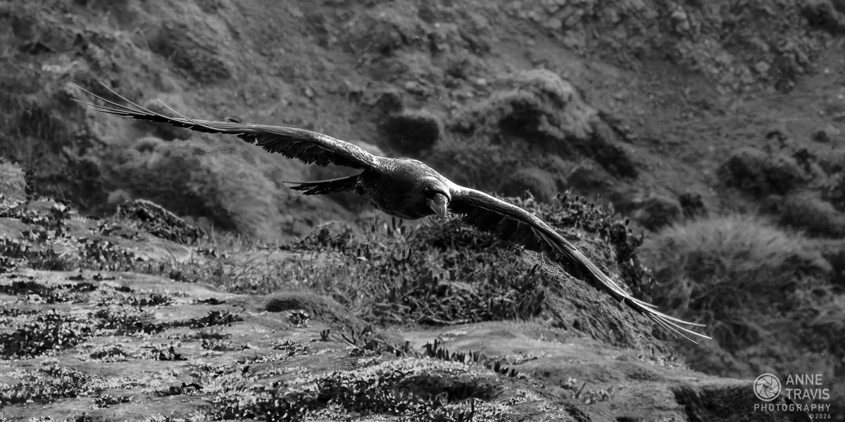 Crow