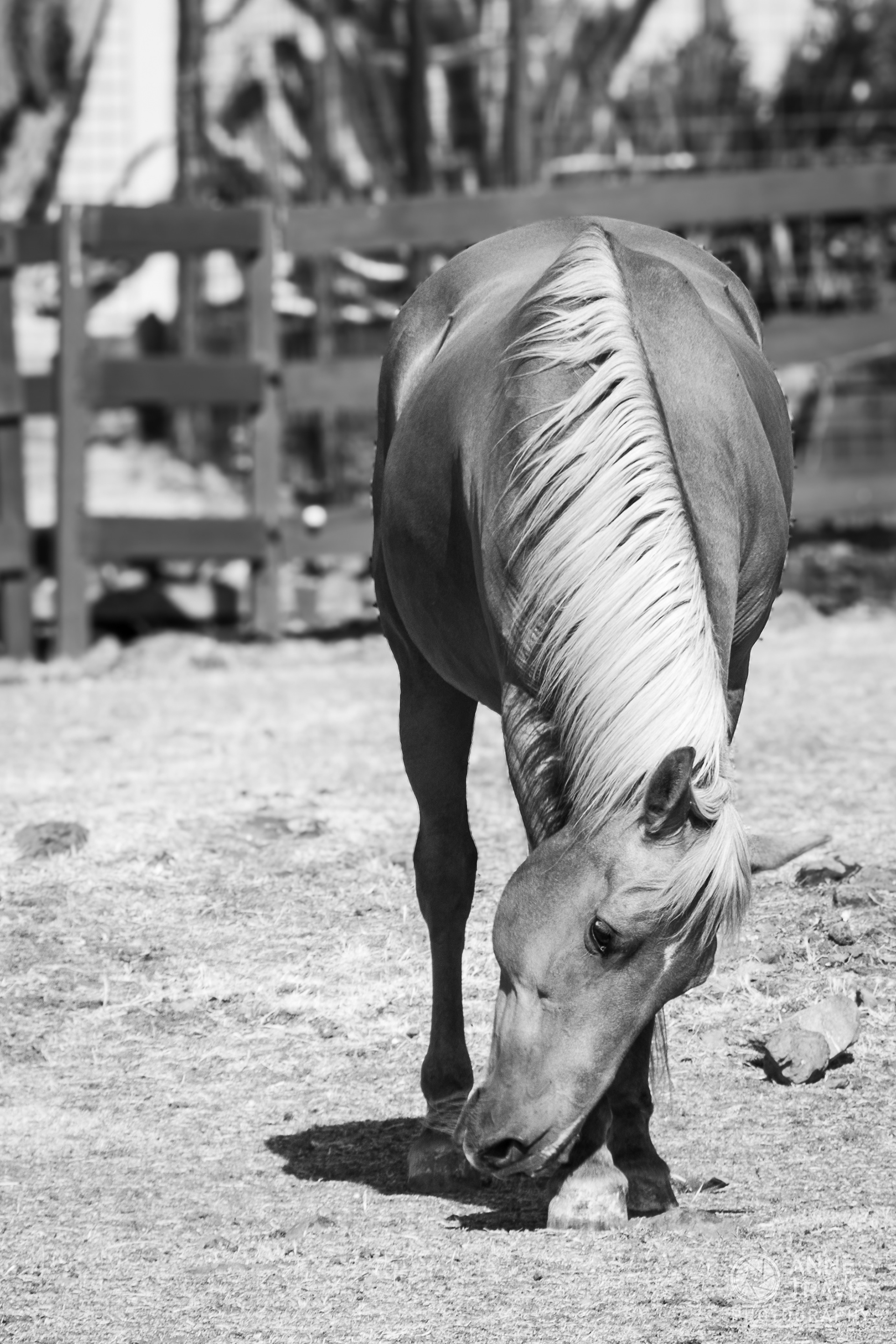 Mustang ("Sonny")