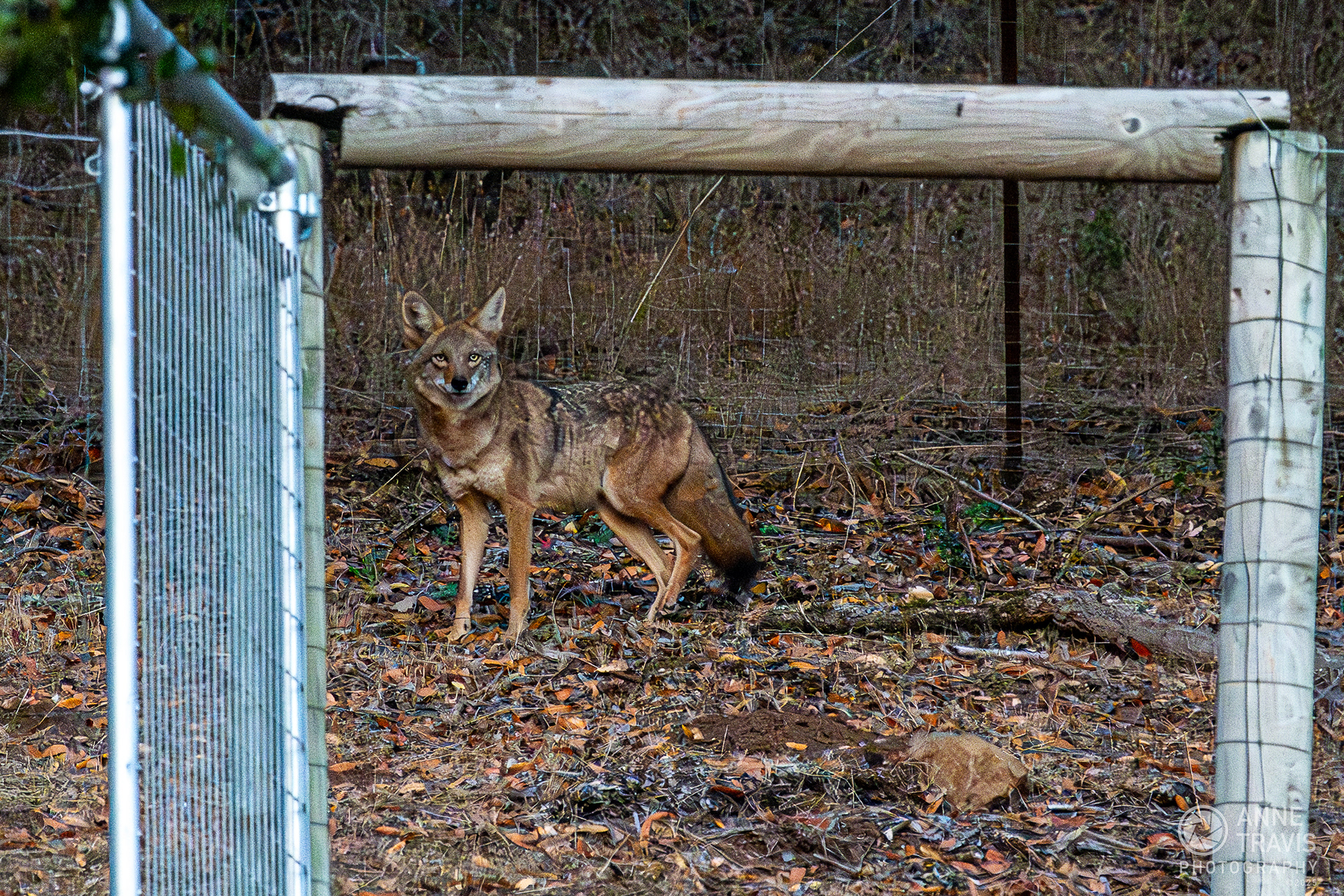 Coyote