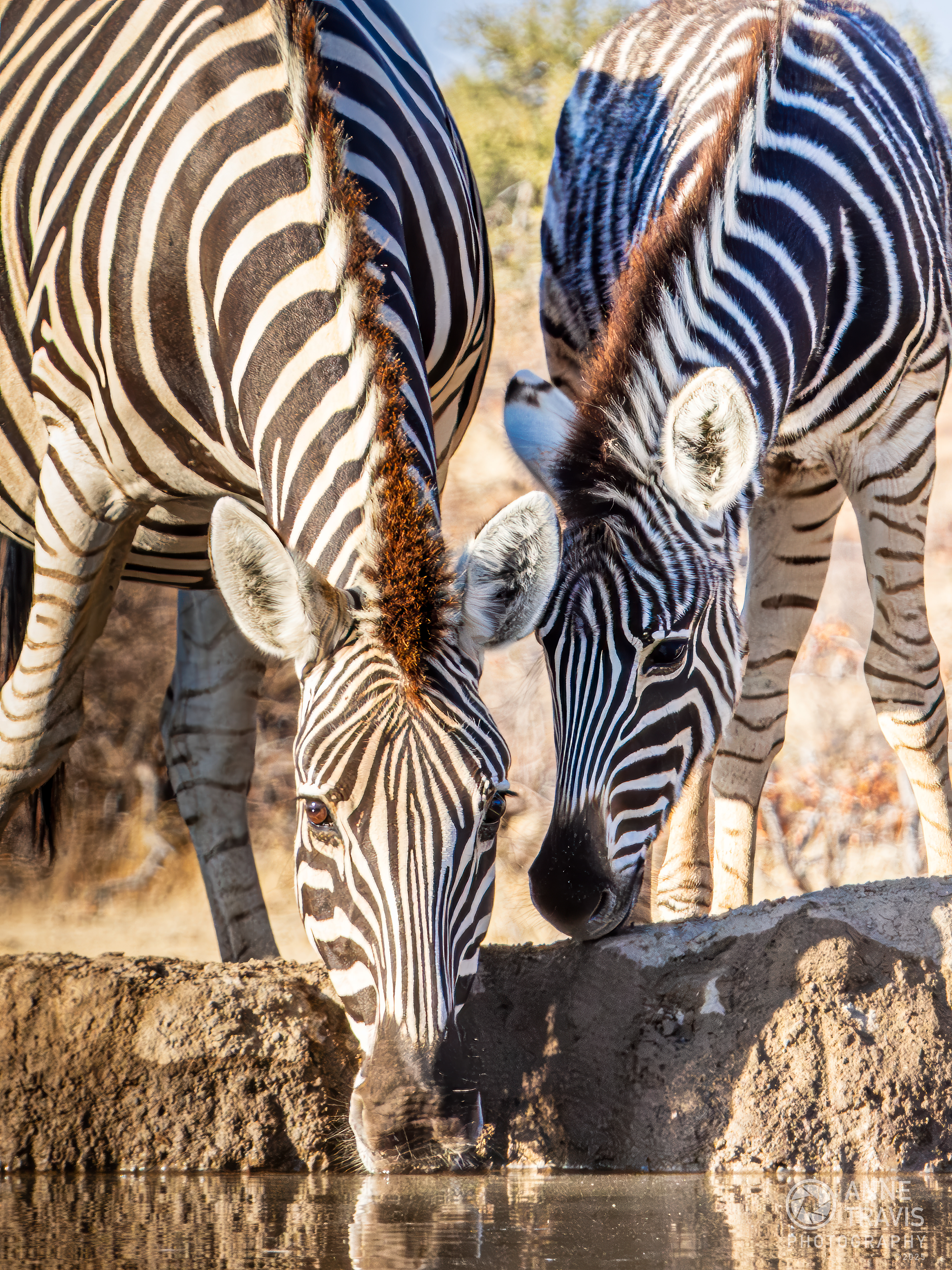 Zebra (Mashatu, Botswana)