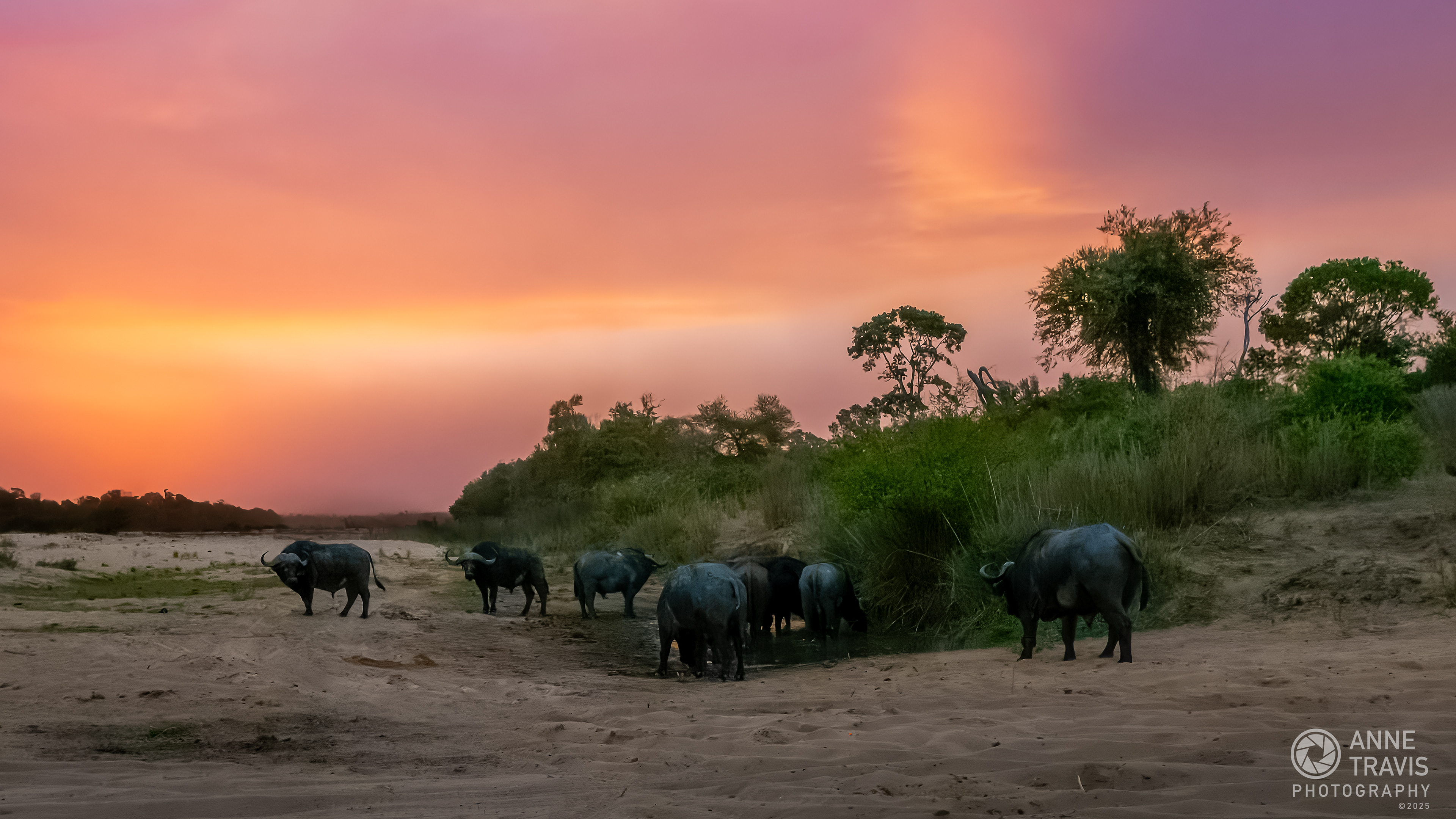 ]Cape buffalo (MalaMala, South Africa)