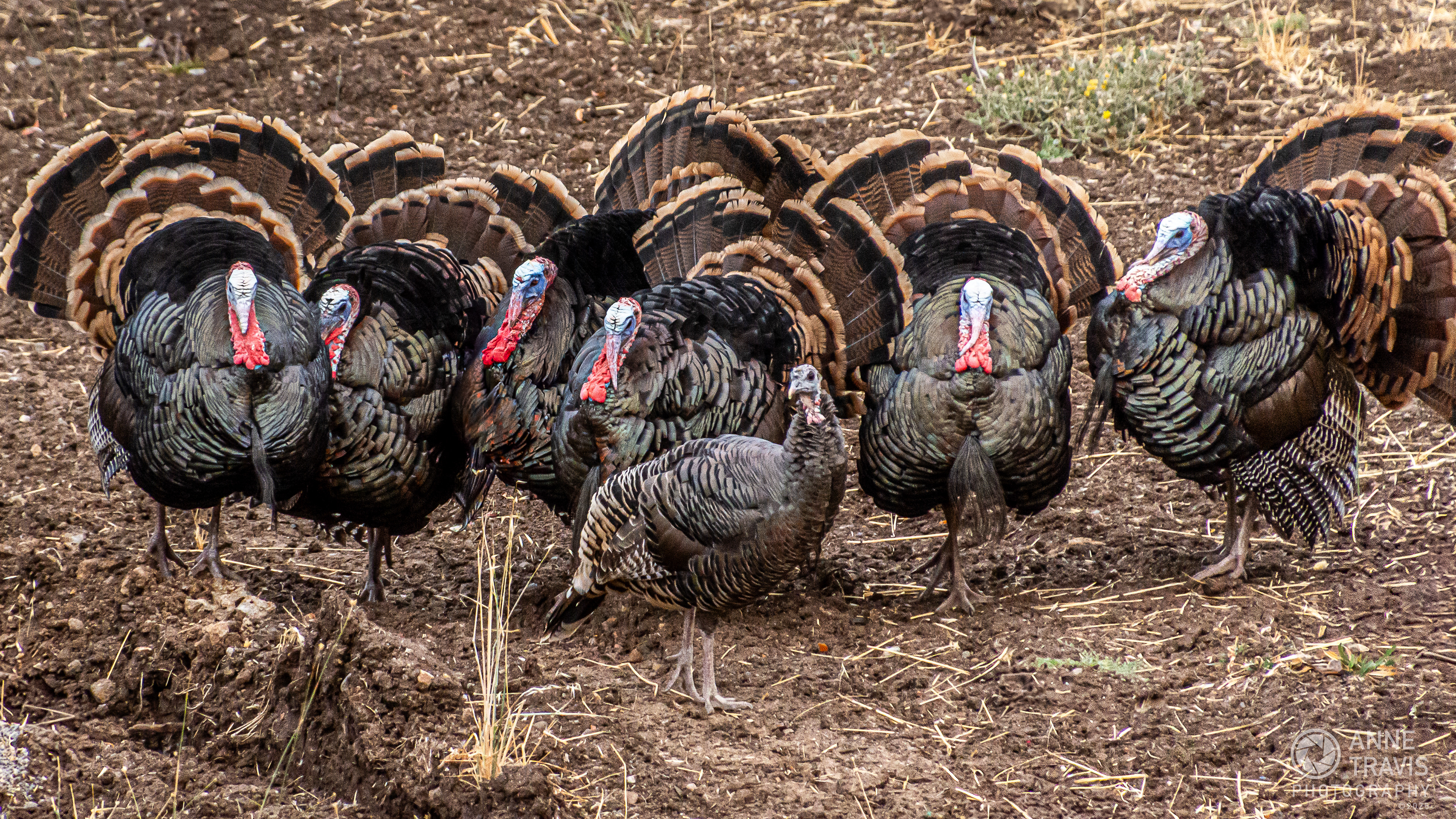 Californian turkeys