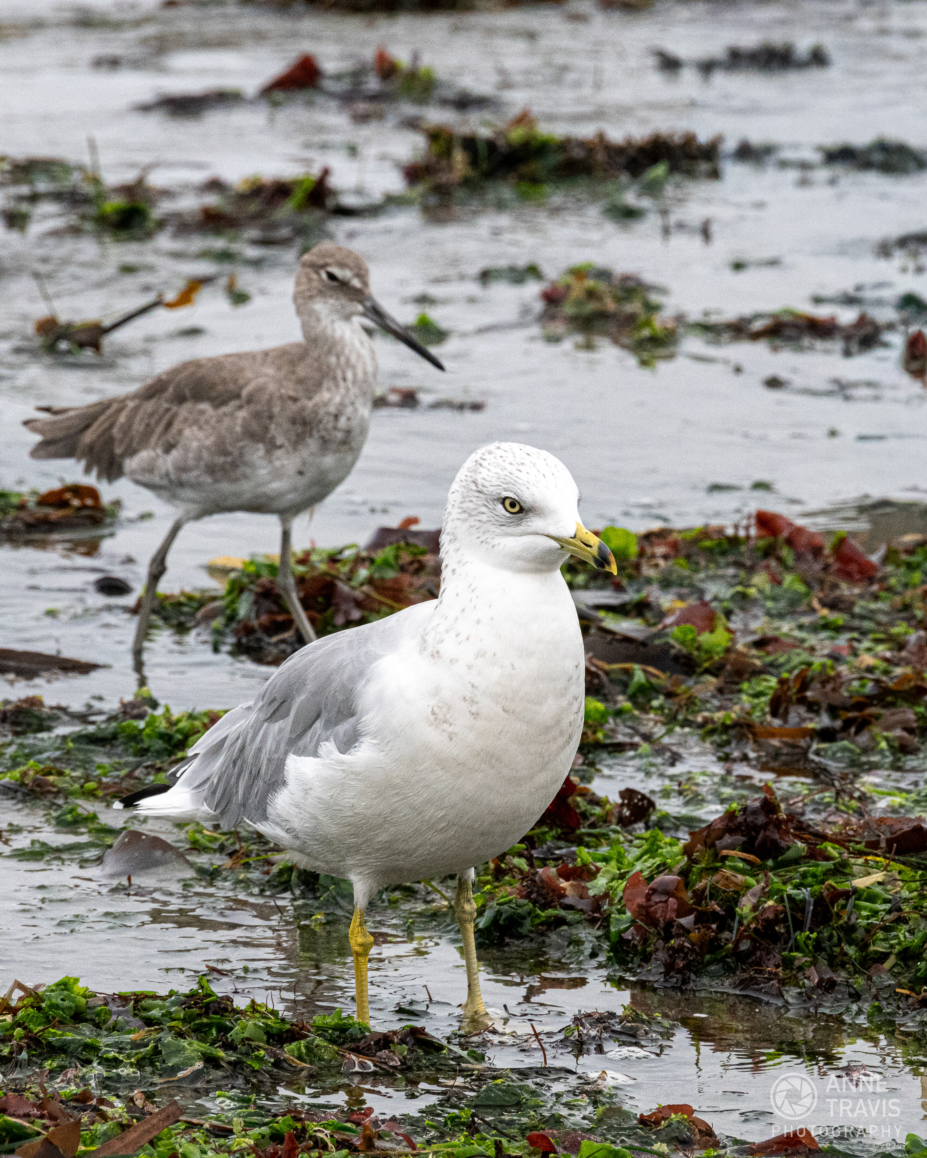 Seagull at Bodega Bay (Doran Beach)