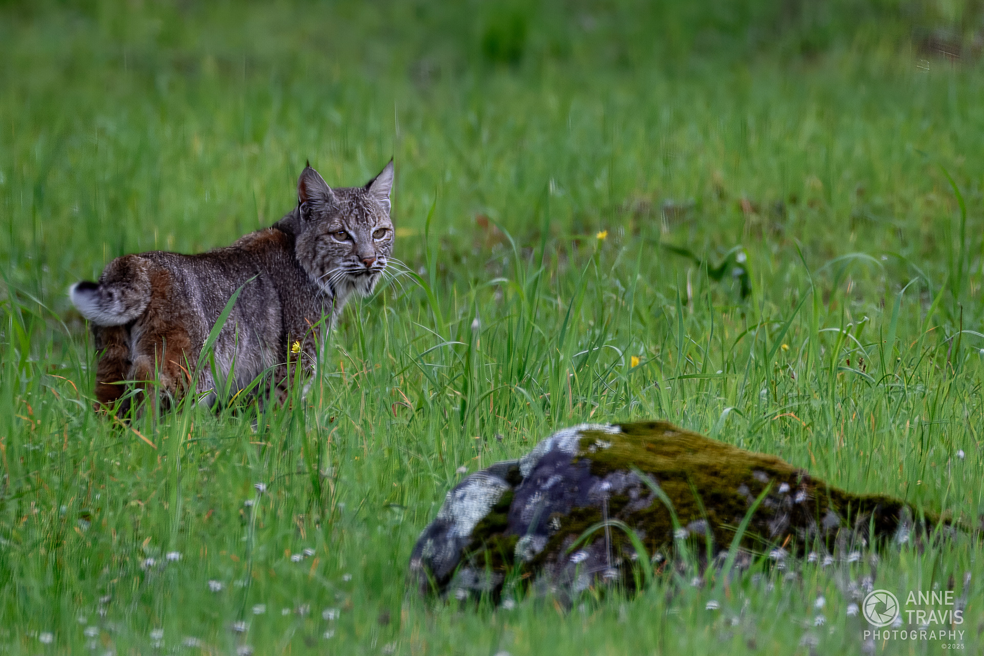 Bobcat