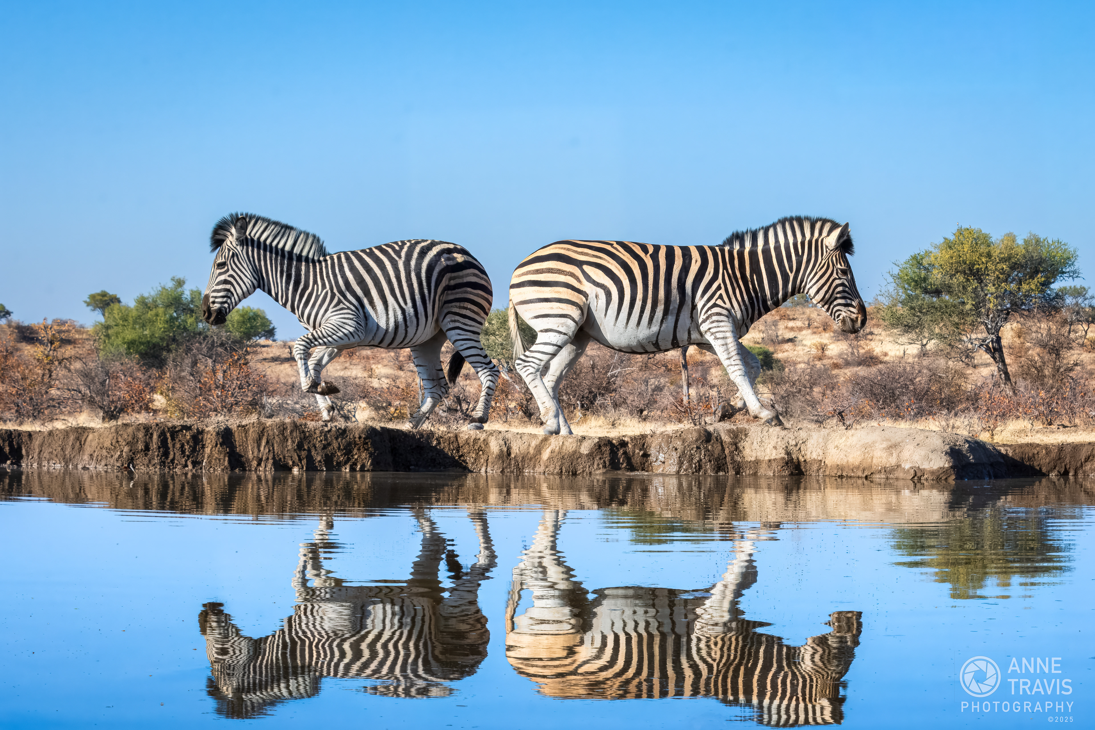 Zebra (Mashatu, Botswana)