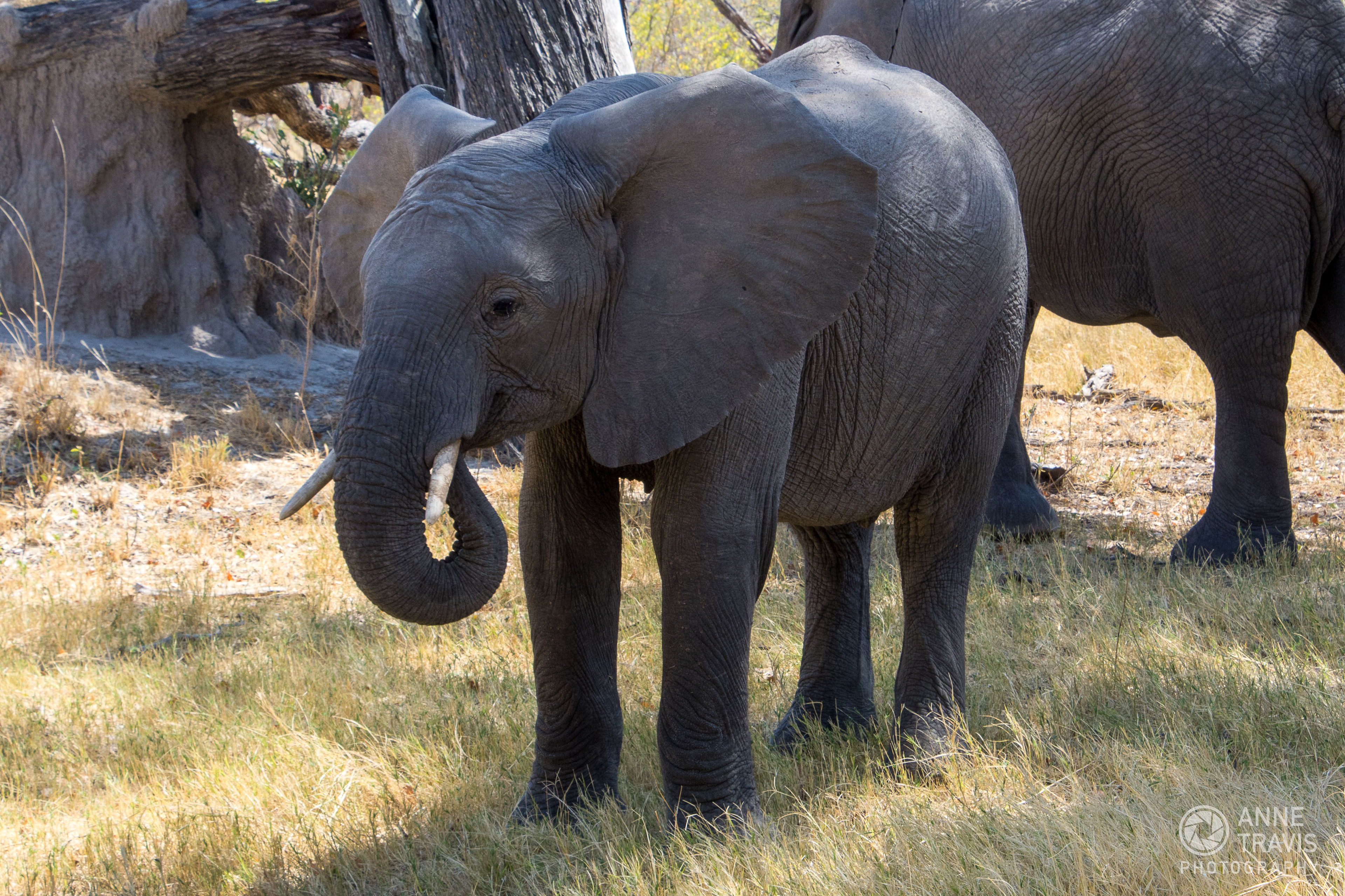 Elephant (Moremi, Okavango Delta, Botswana)