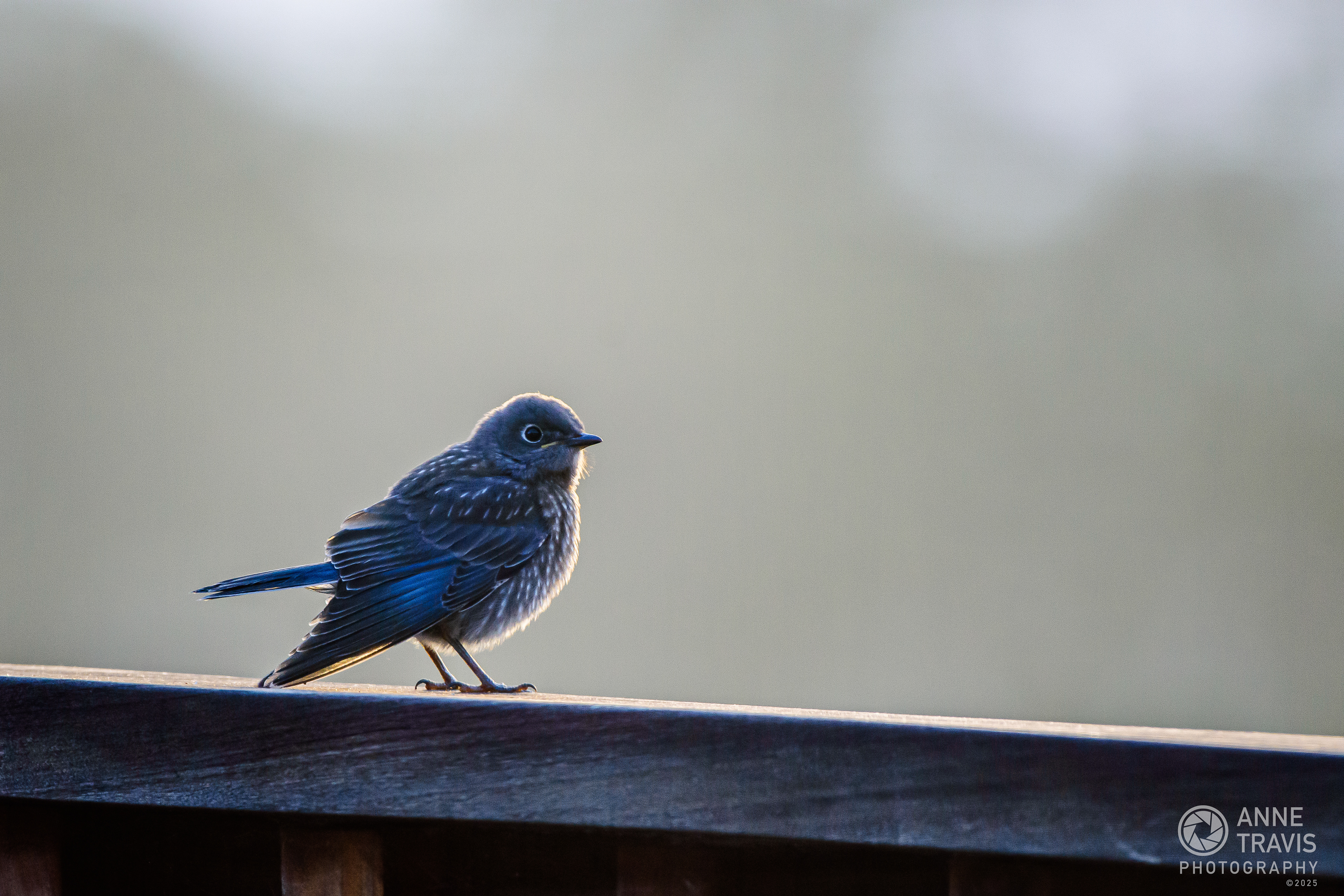Western bluebird