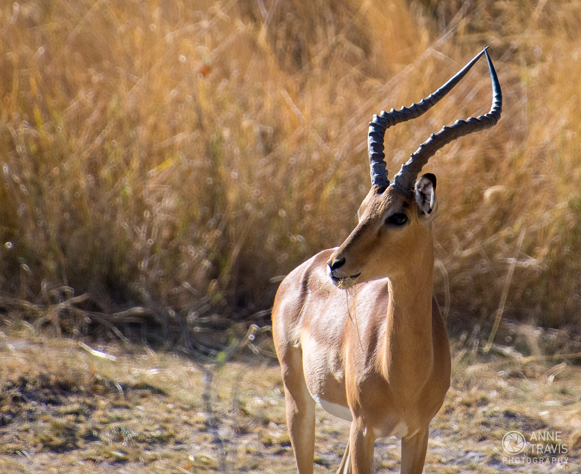 Impala (Moremi, Okavango Delta, Botswana)