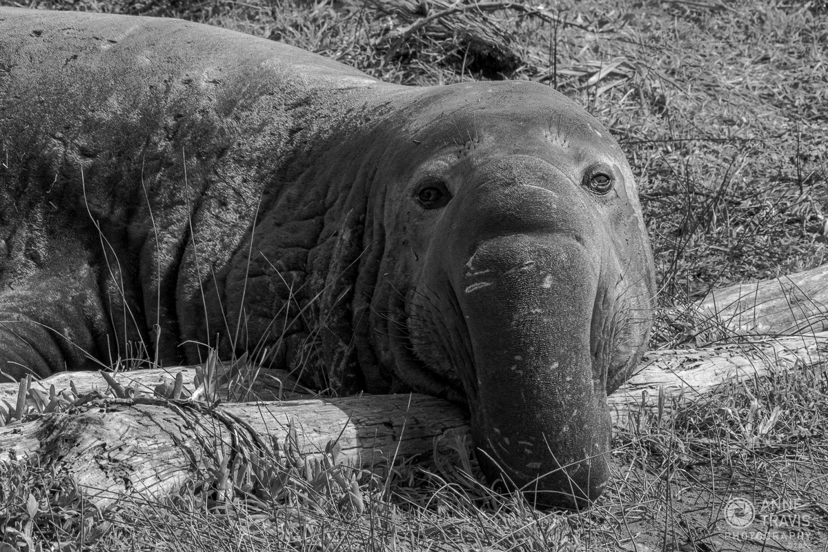 Elephant seal bull
