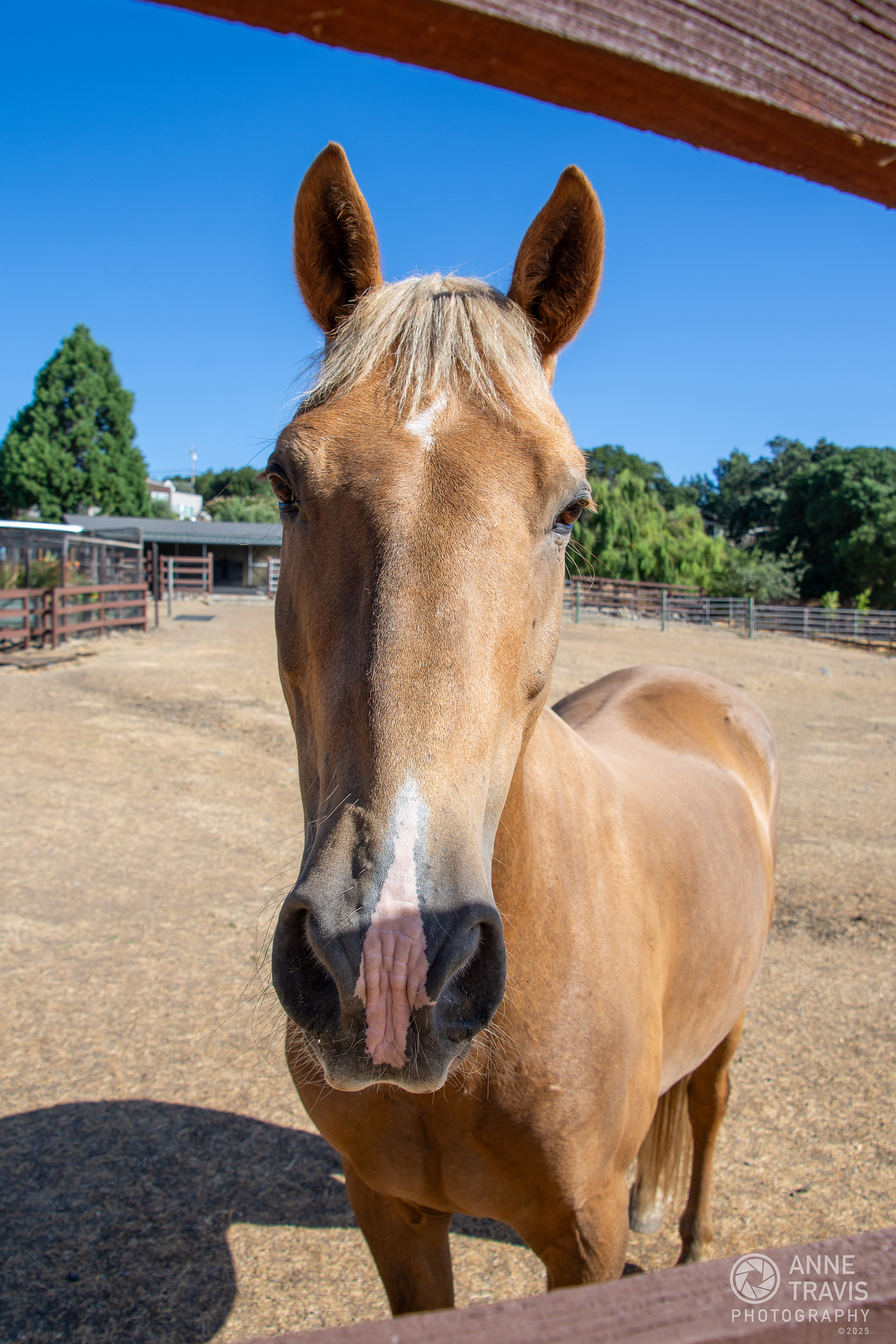 Mustang ("Sonny")