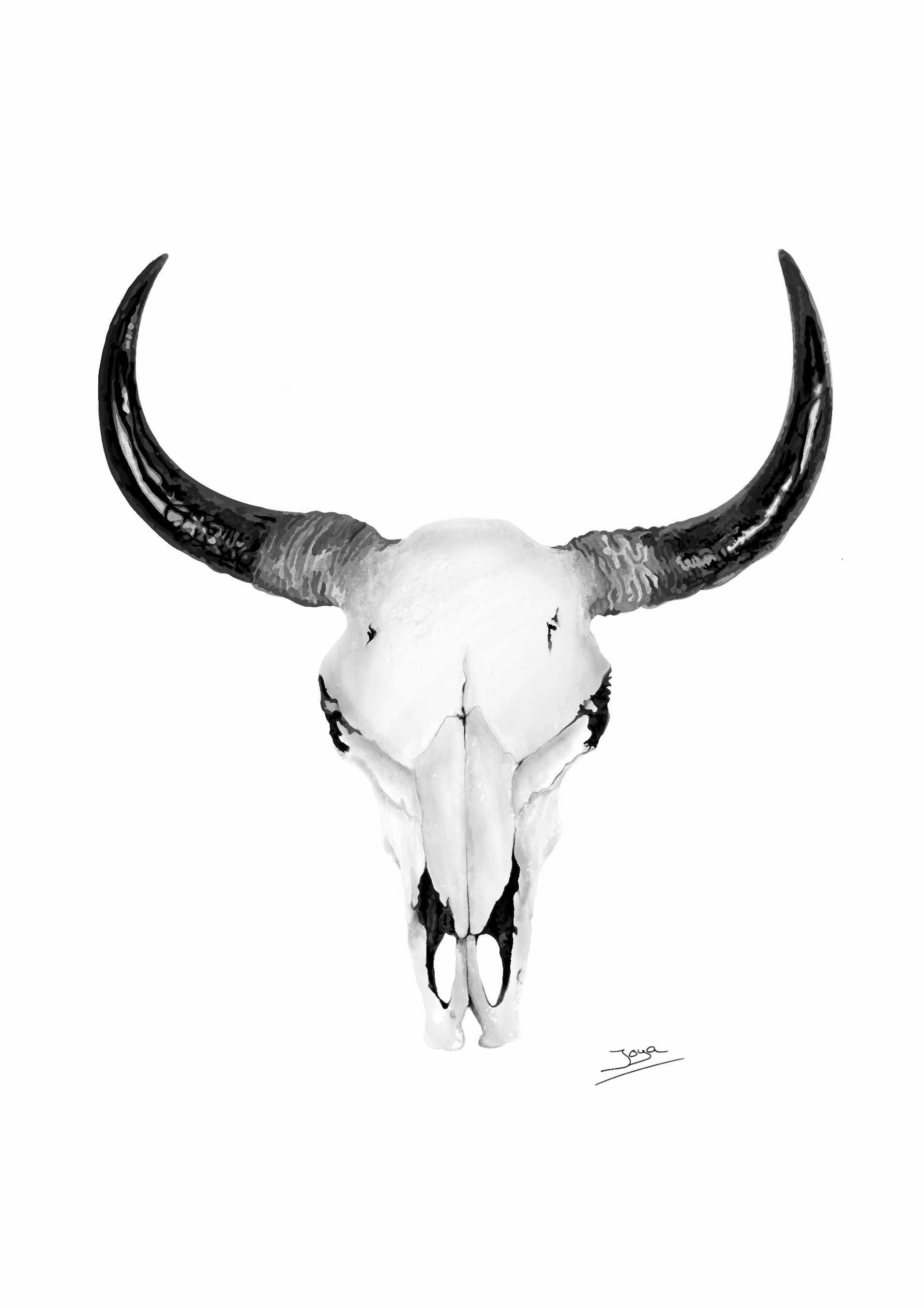 Bull Skull