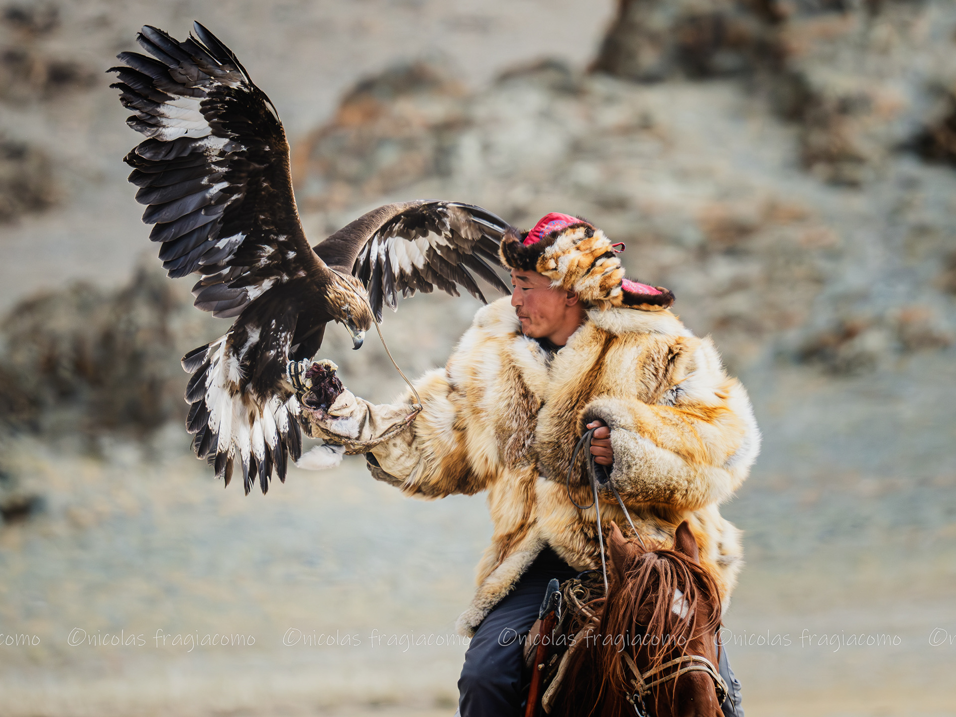 Golden Eagle Festival Mongolia