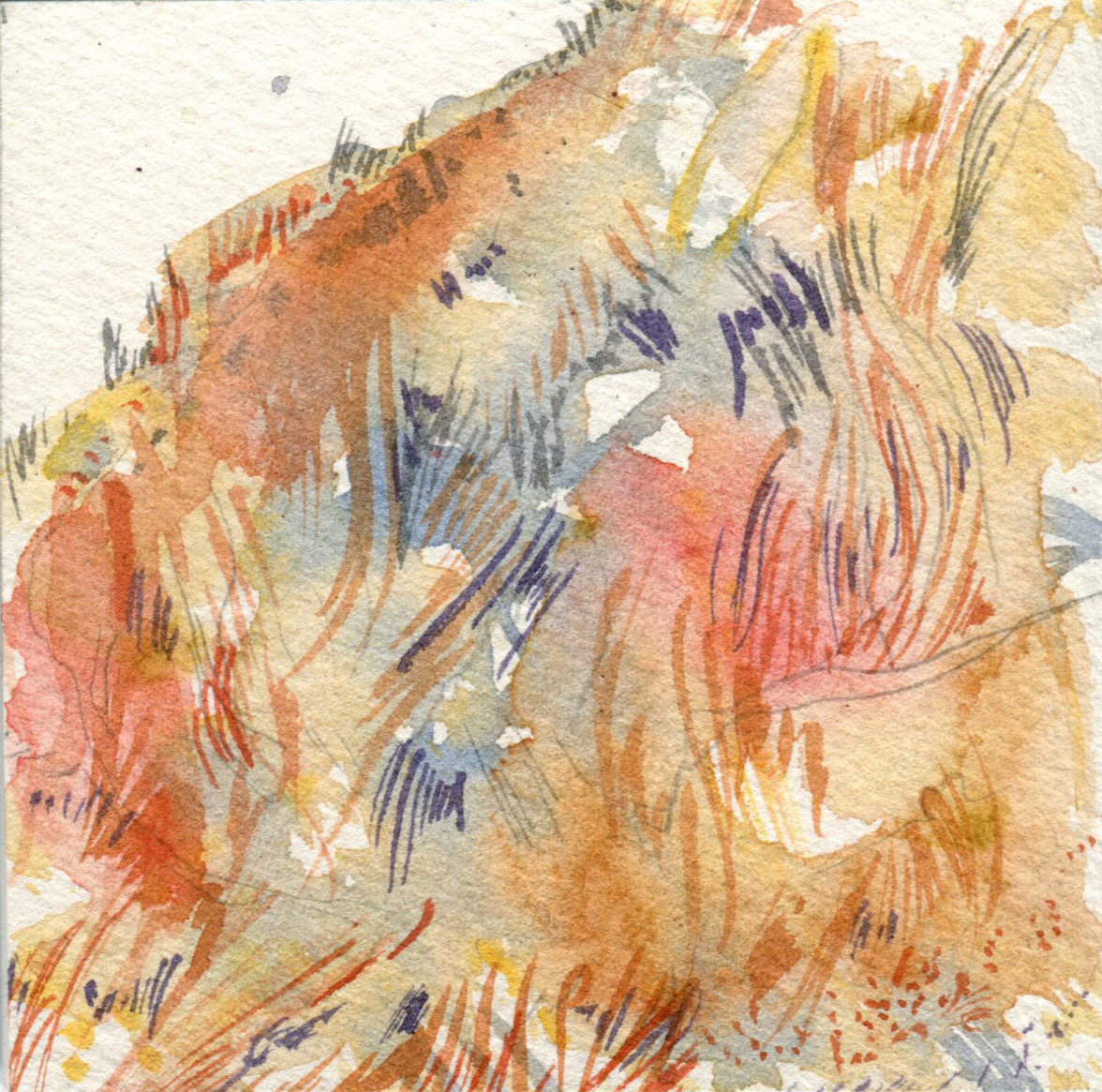 Fox close up detail