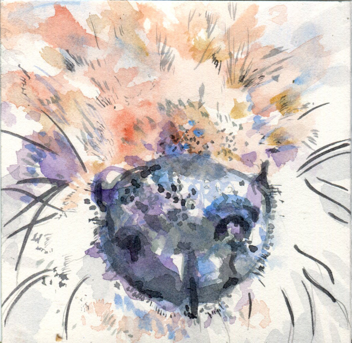 Fox close up detail