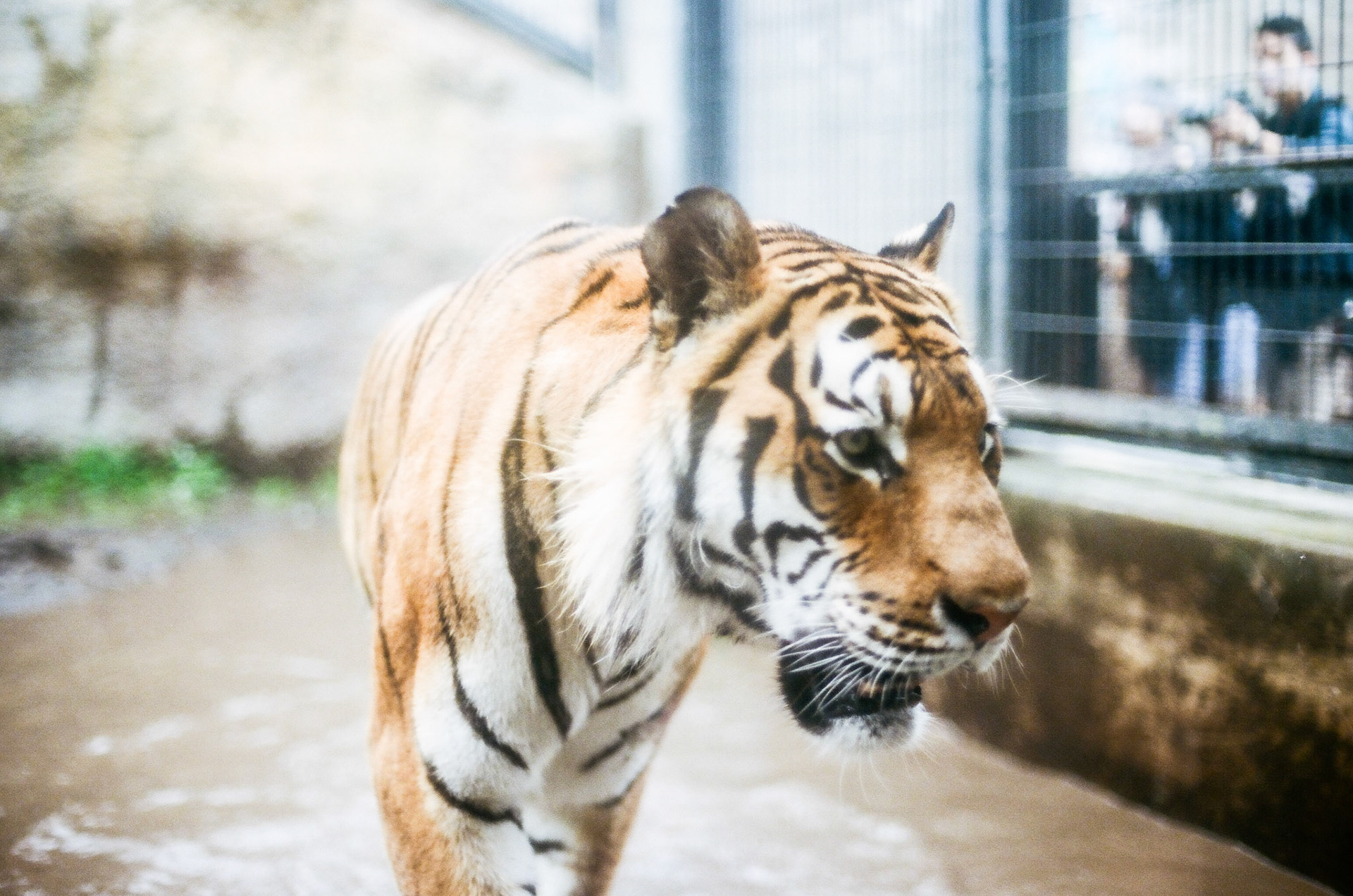 Tigger at Asahiyama Zoo