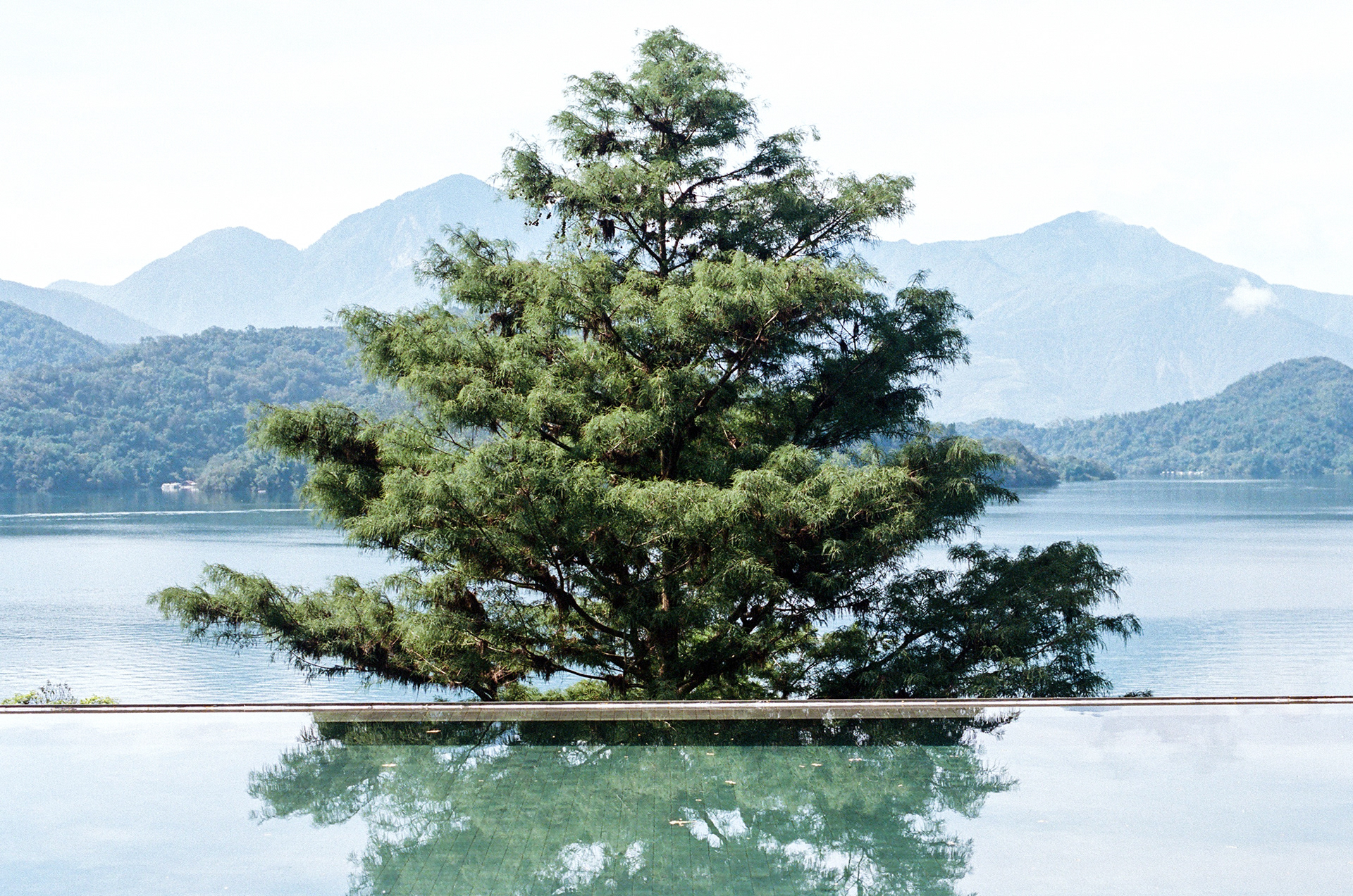 Tree Near Sun Moon Lake