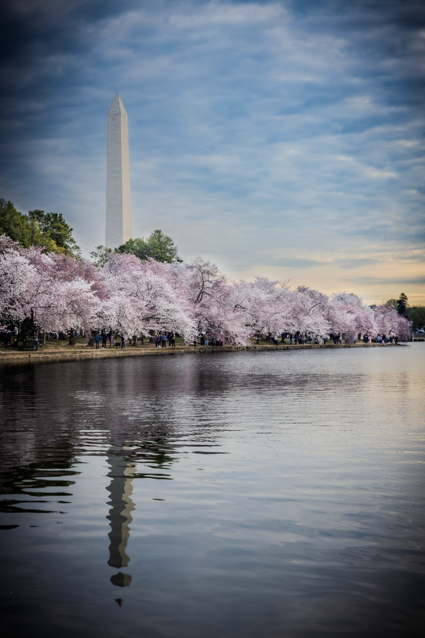 Peak Boom at the Tidal Basin – Washington, DC 2025