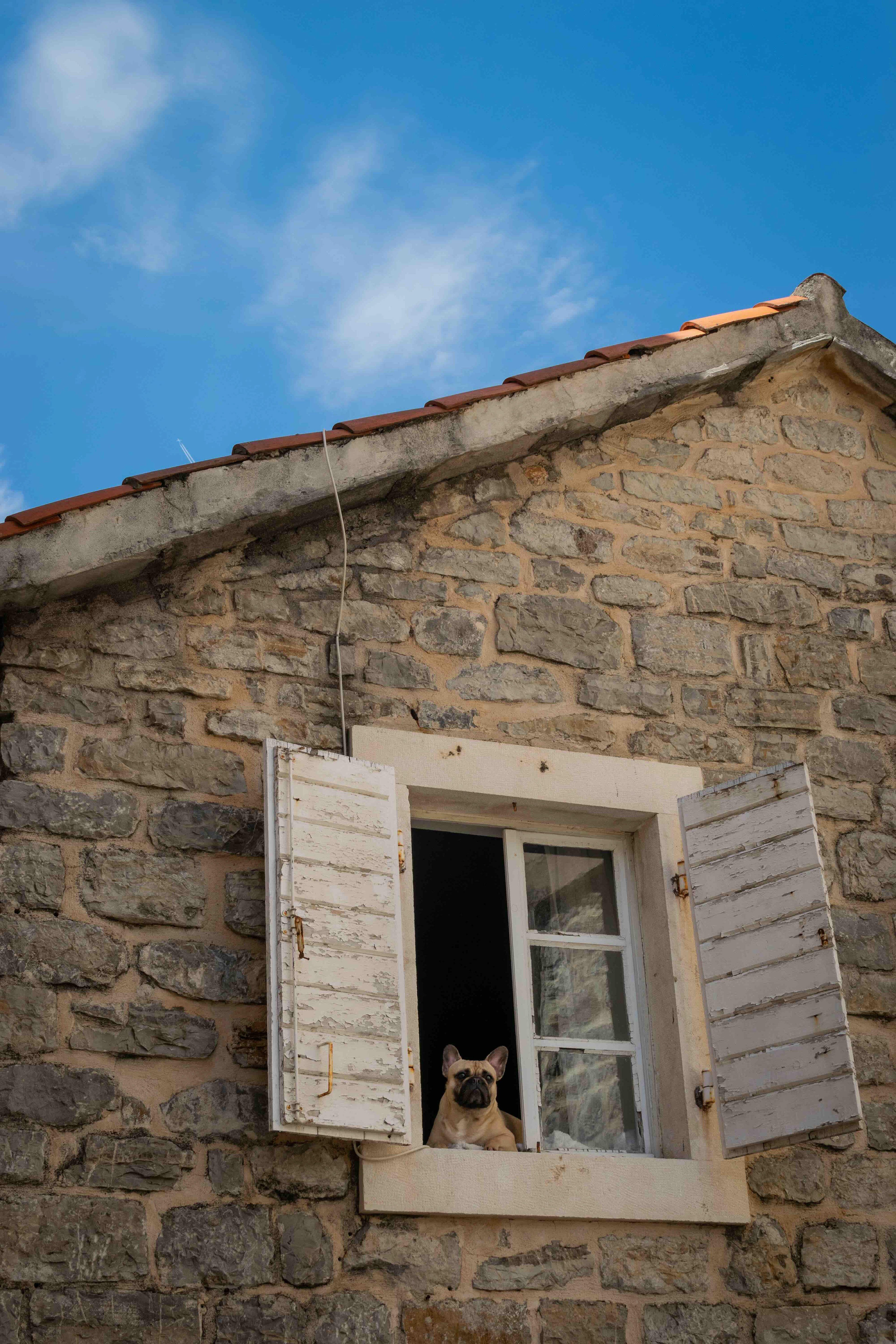 How much is that doggy in the window of Budva old town?