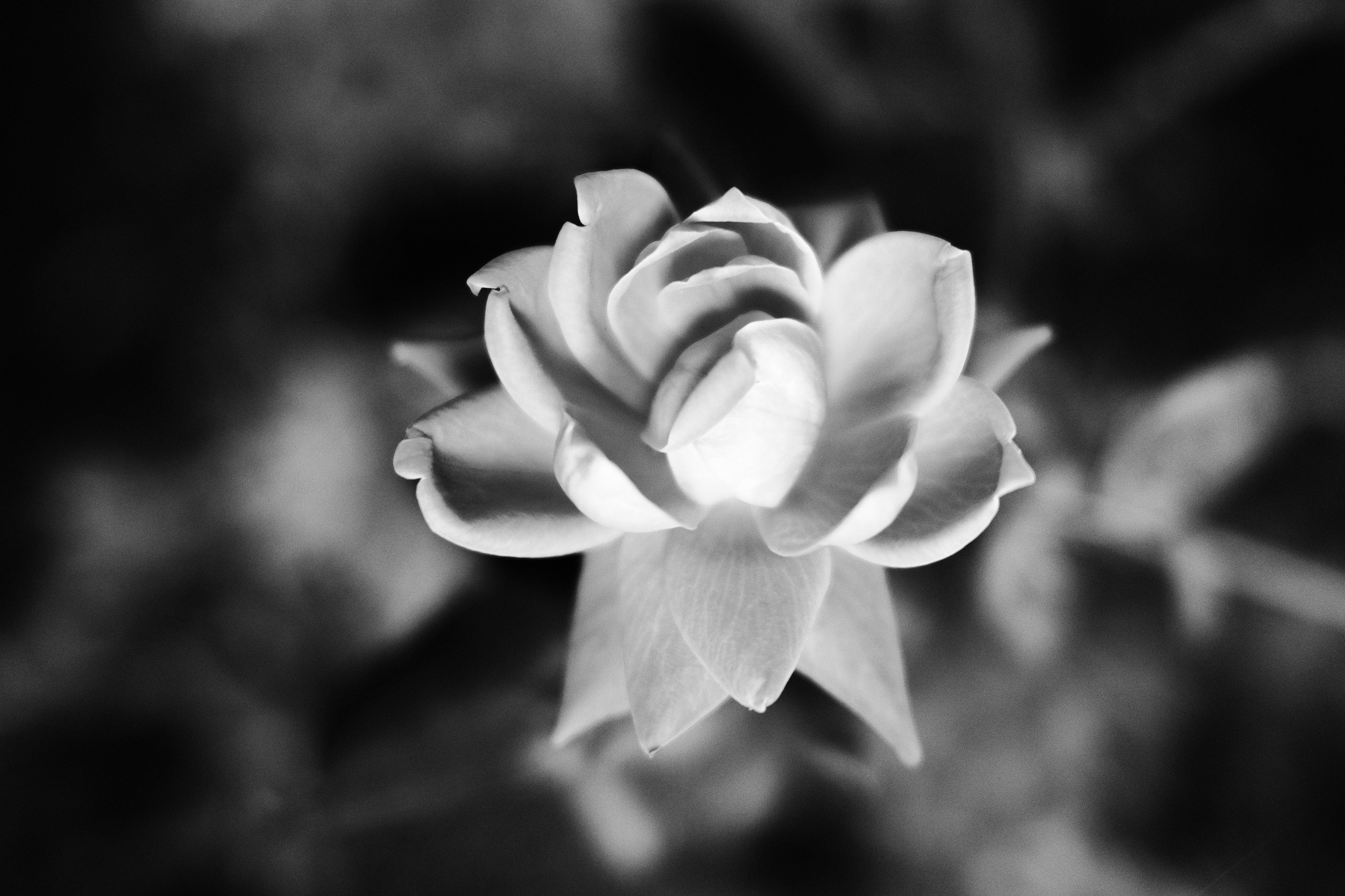Flower Bomb