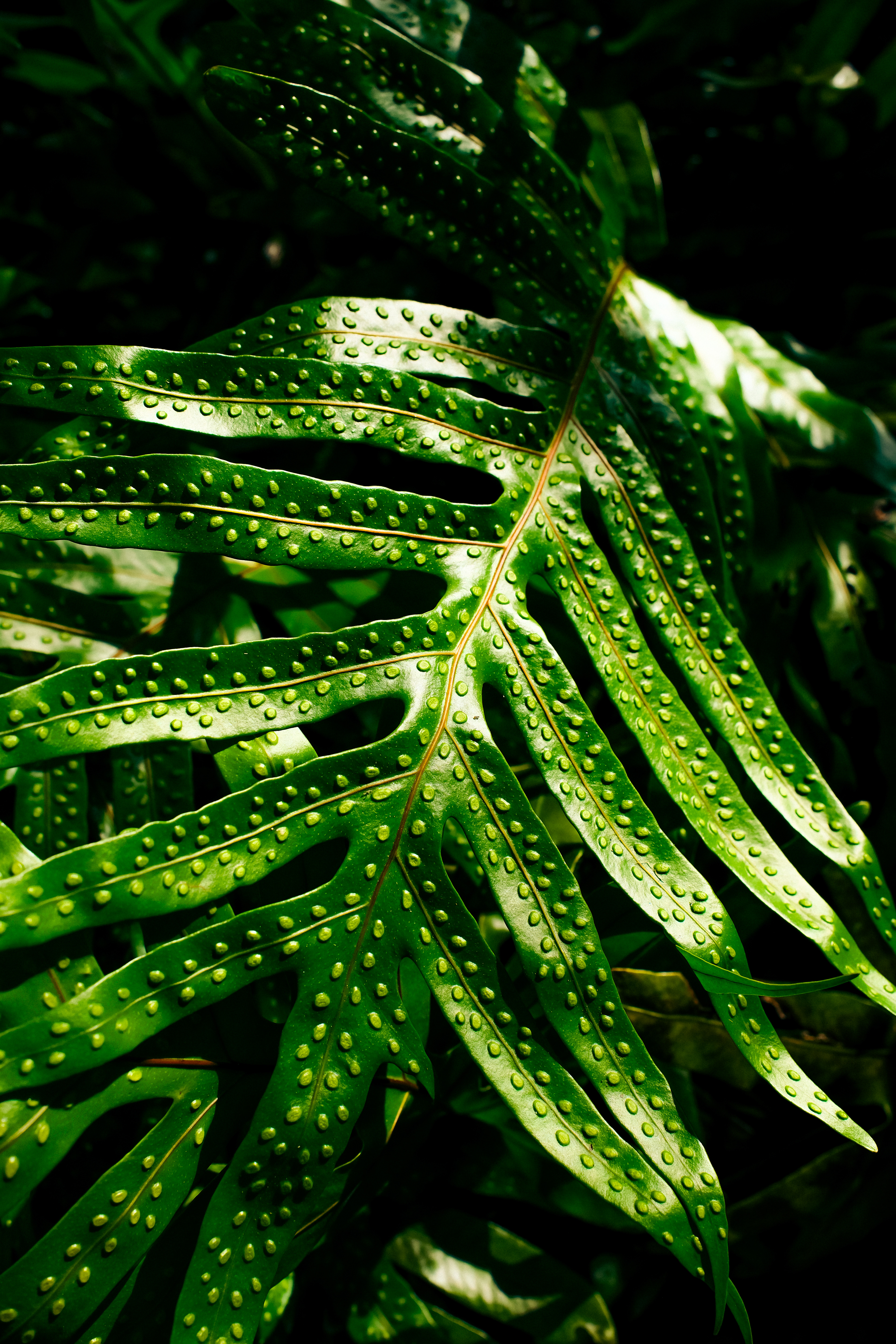 Secret Leaf II