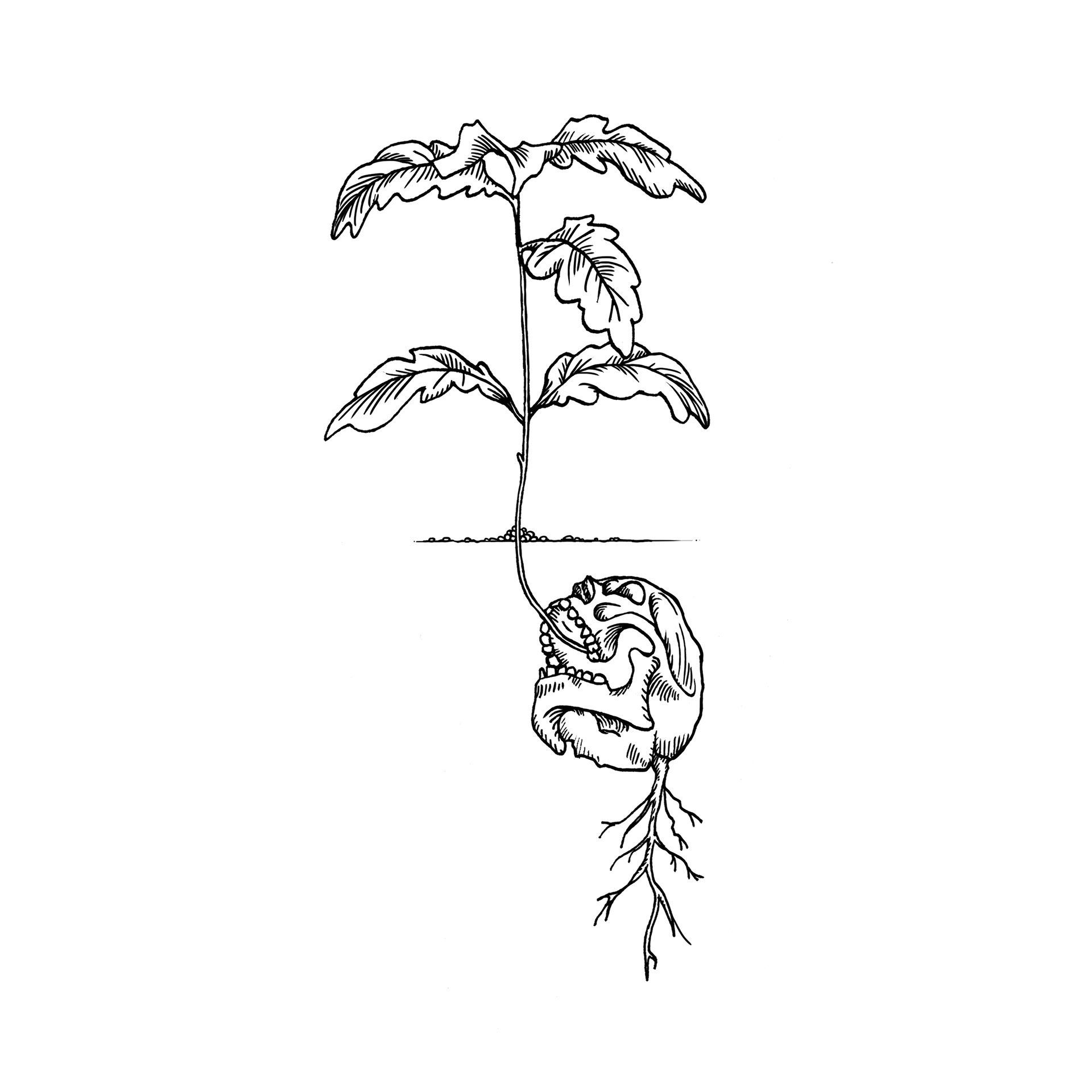 Day 2 - Tranquil - “We are the livestock of plants and trees, which feed us and give us air knowing that we will soon die and feed them”