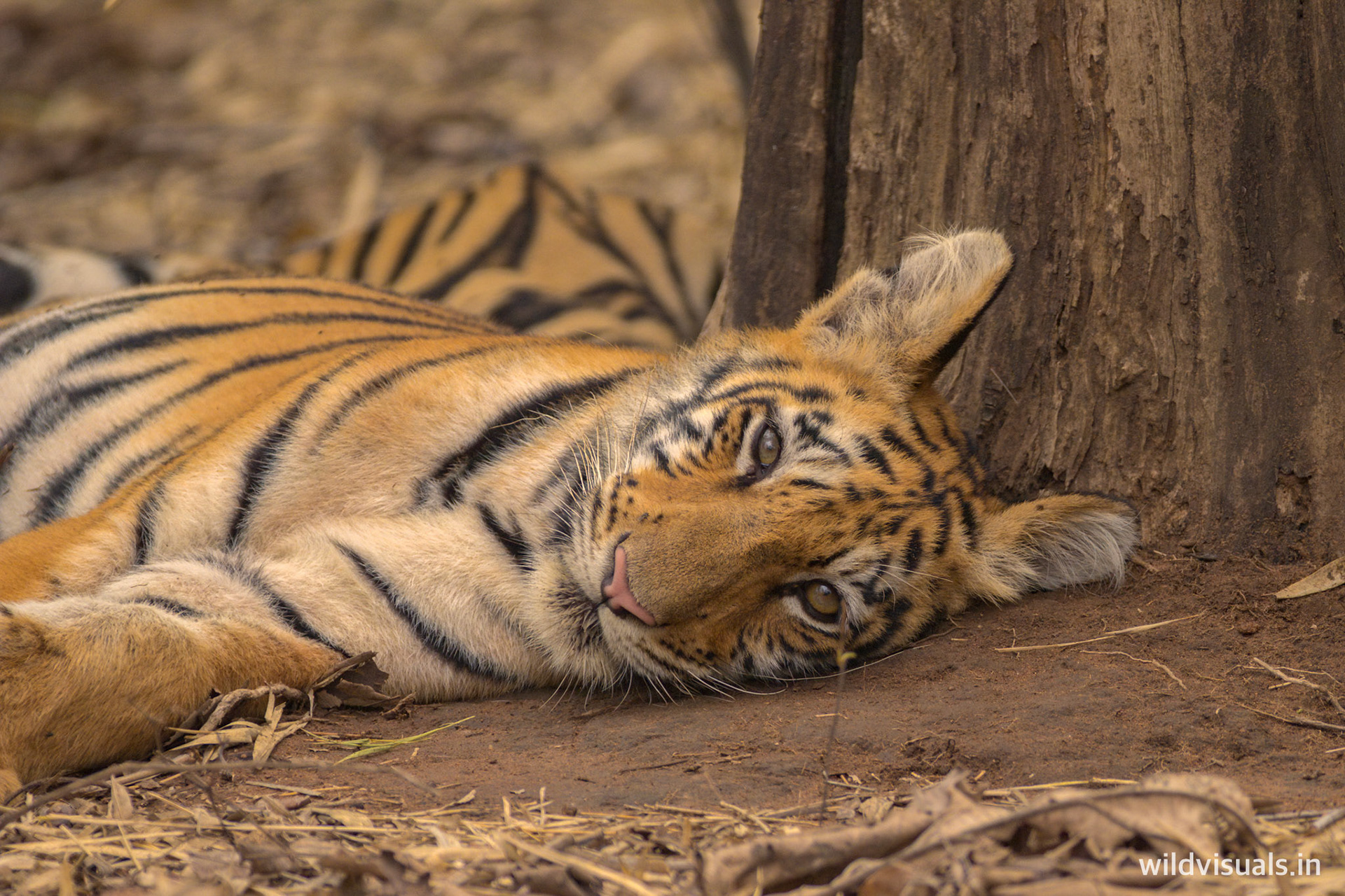 lazy bum | tadoba