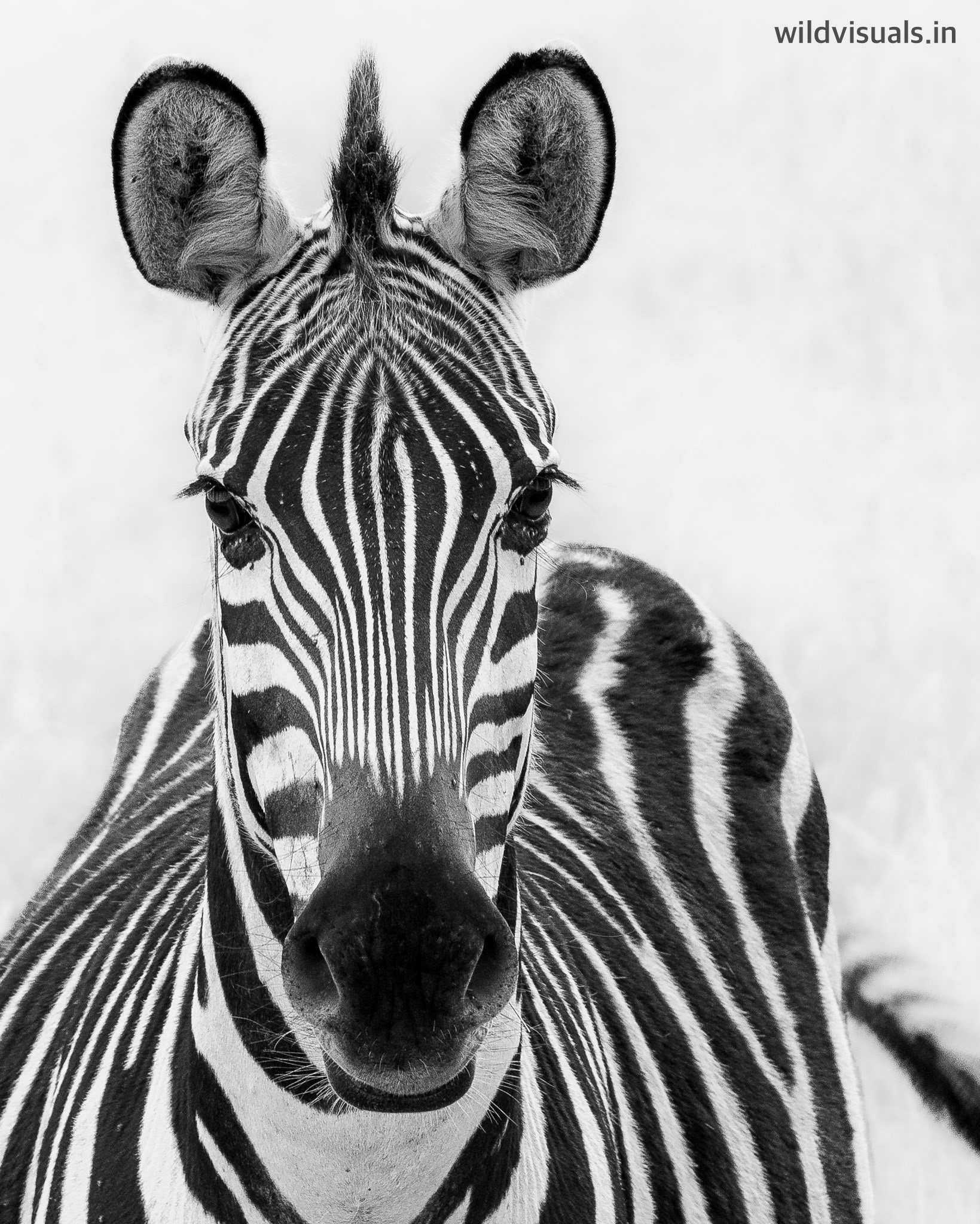 crossings | tarangire