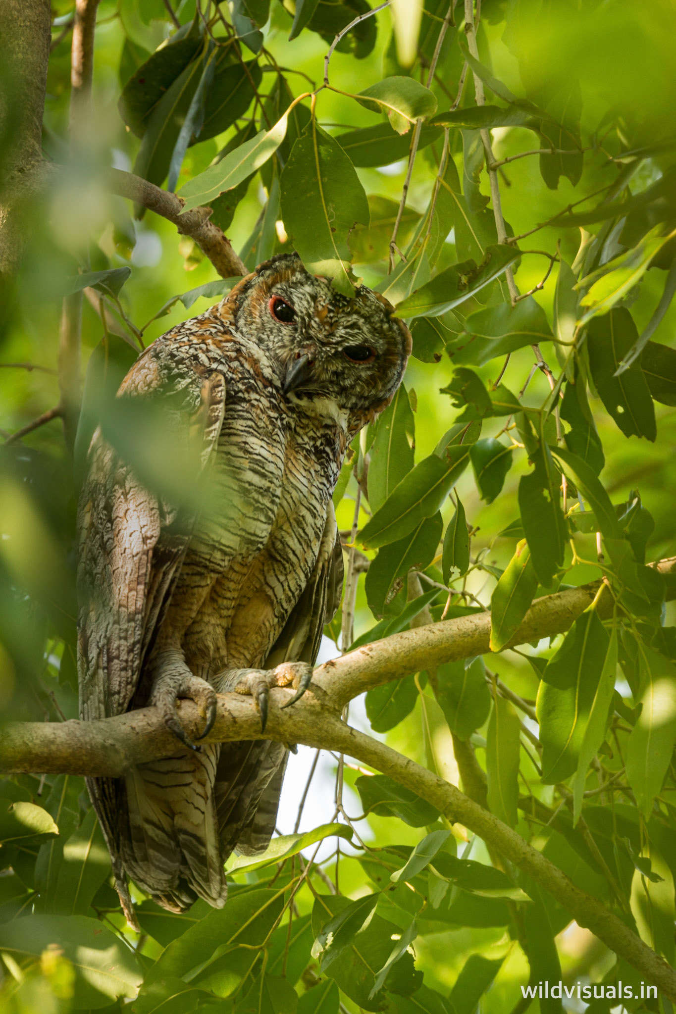 mottled wood owl | bijolia