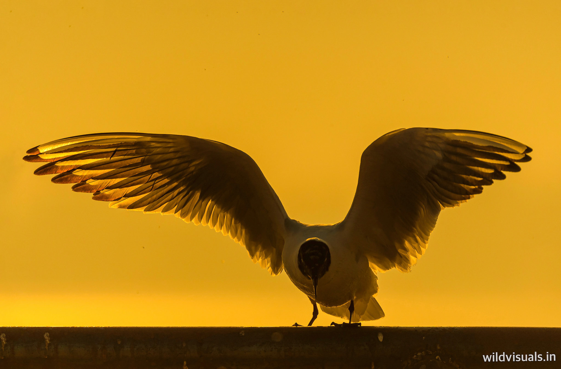 wings on fire | ajmer