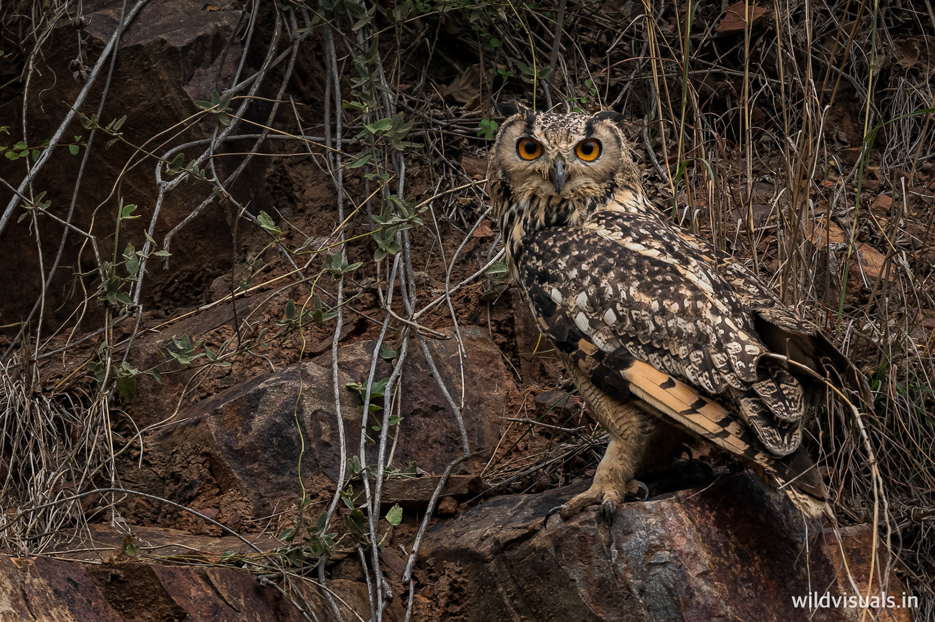 indian eagle owl | faridabad