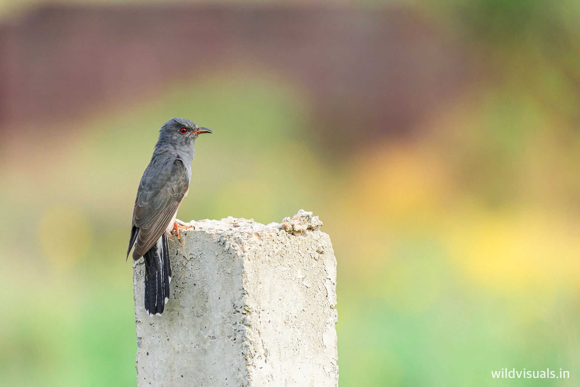 grey-bellied cuckoo | contrast