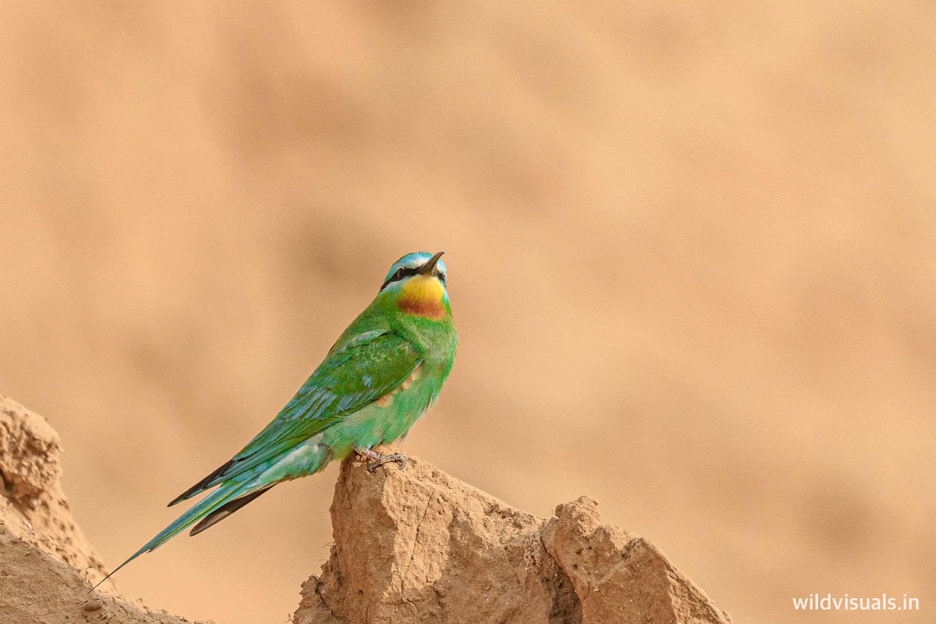 blue-cheeked bee-eater | the oasis