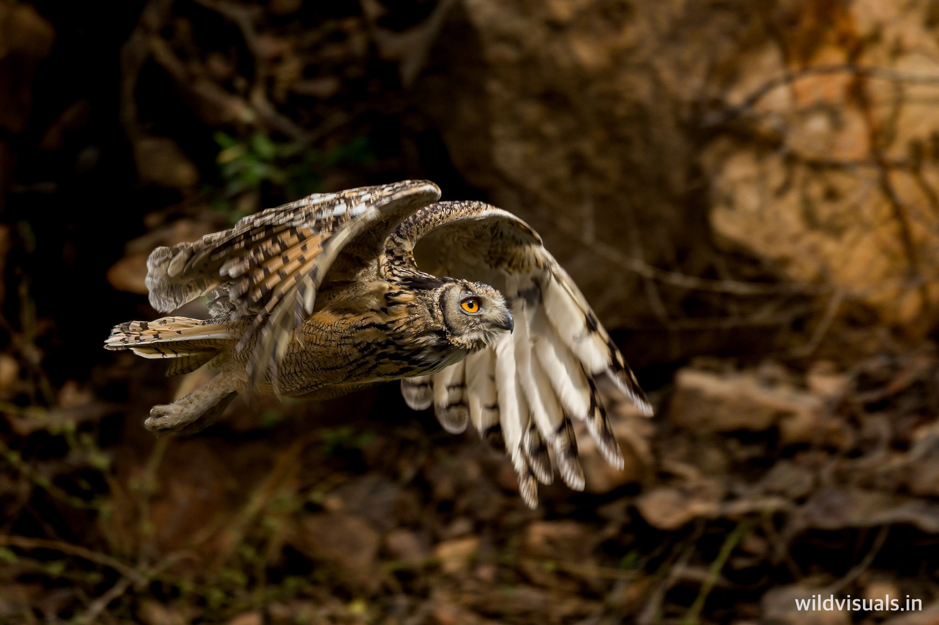 the flying ghost | faridabad