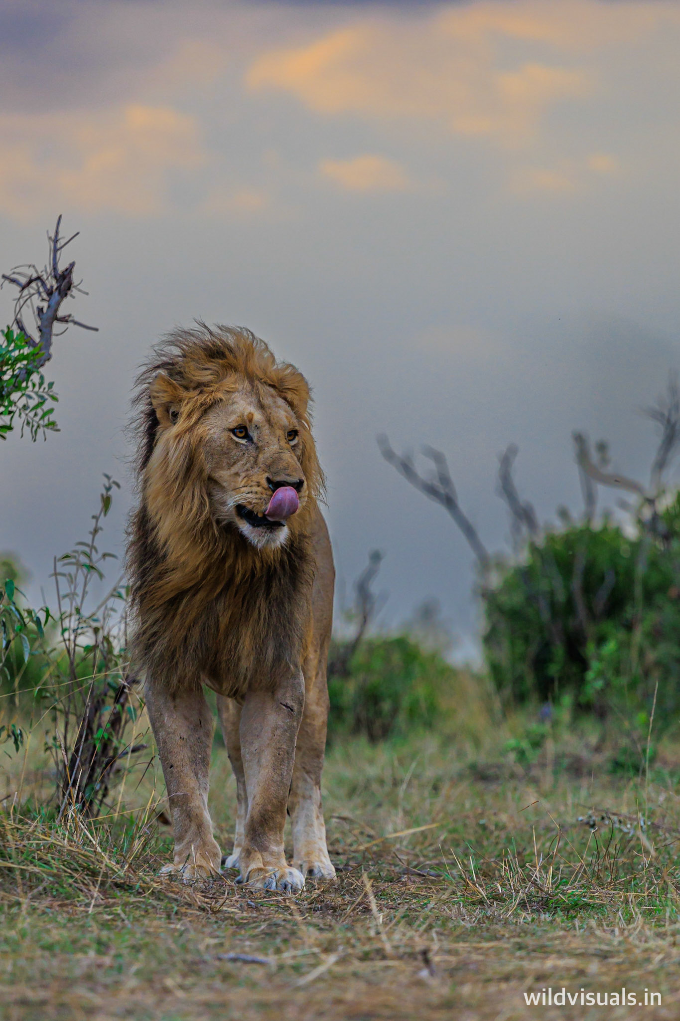 kingdom of colour | mara