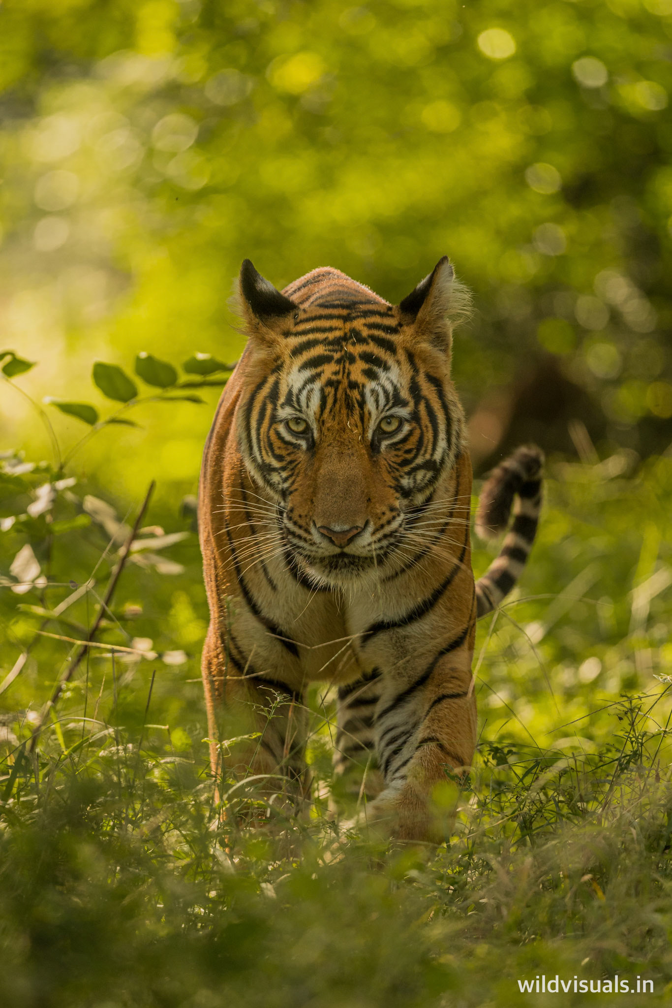 piercing | ranthambore