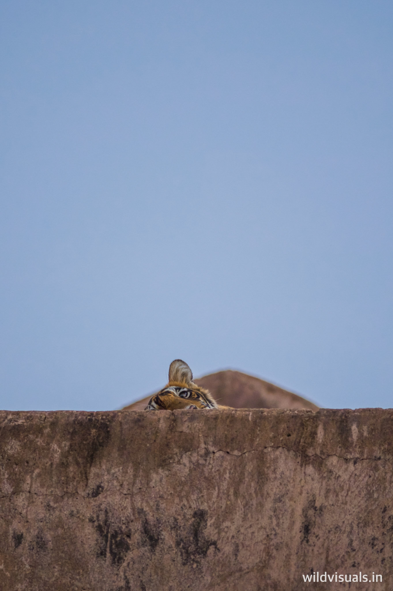 the sniper | ranthambore