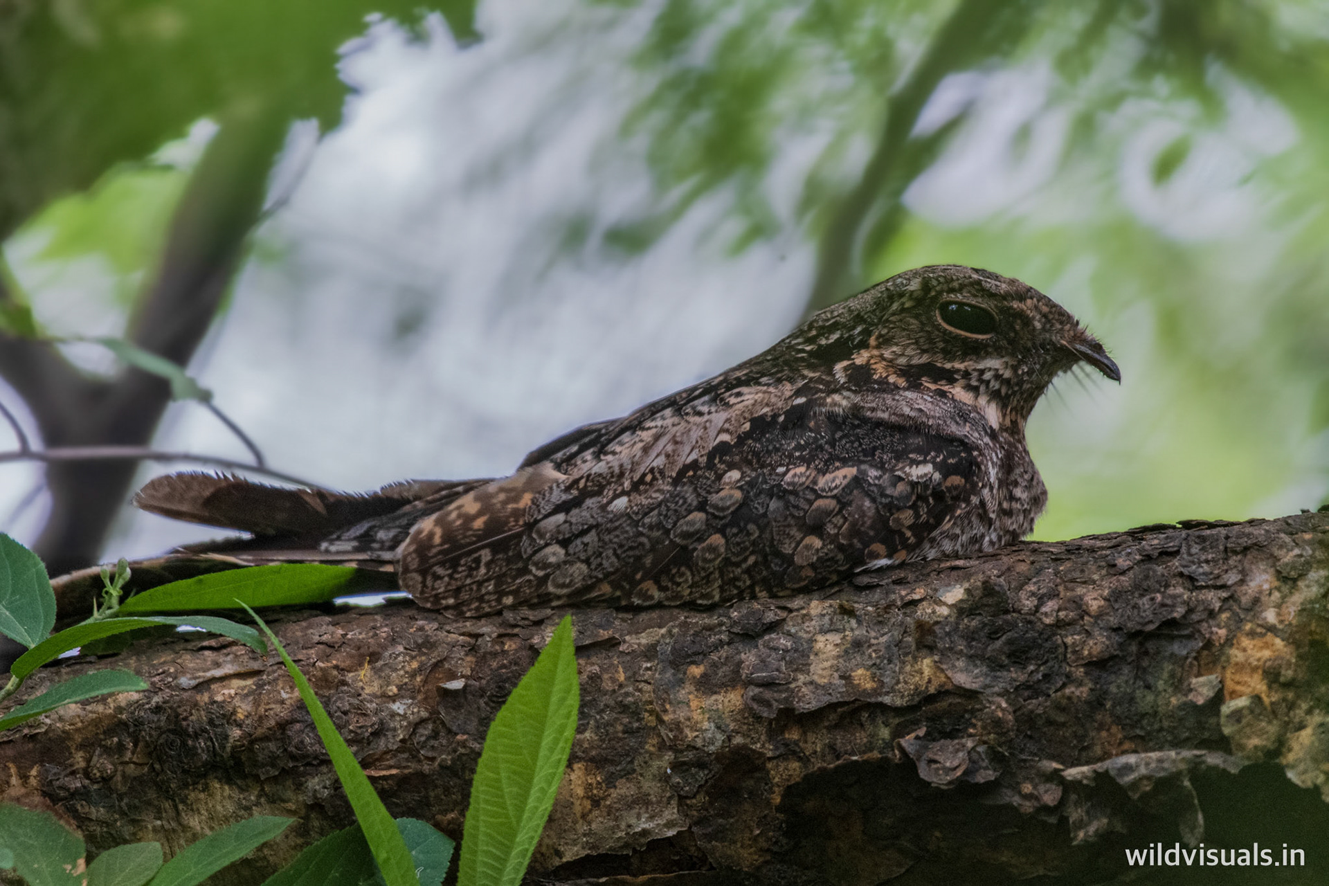 master of camo | faridabad