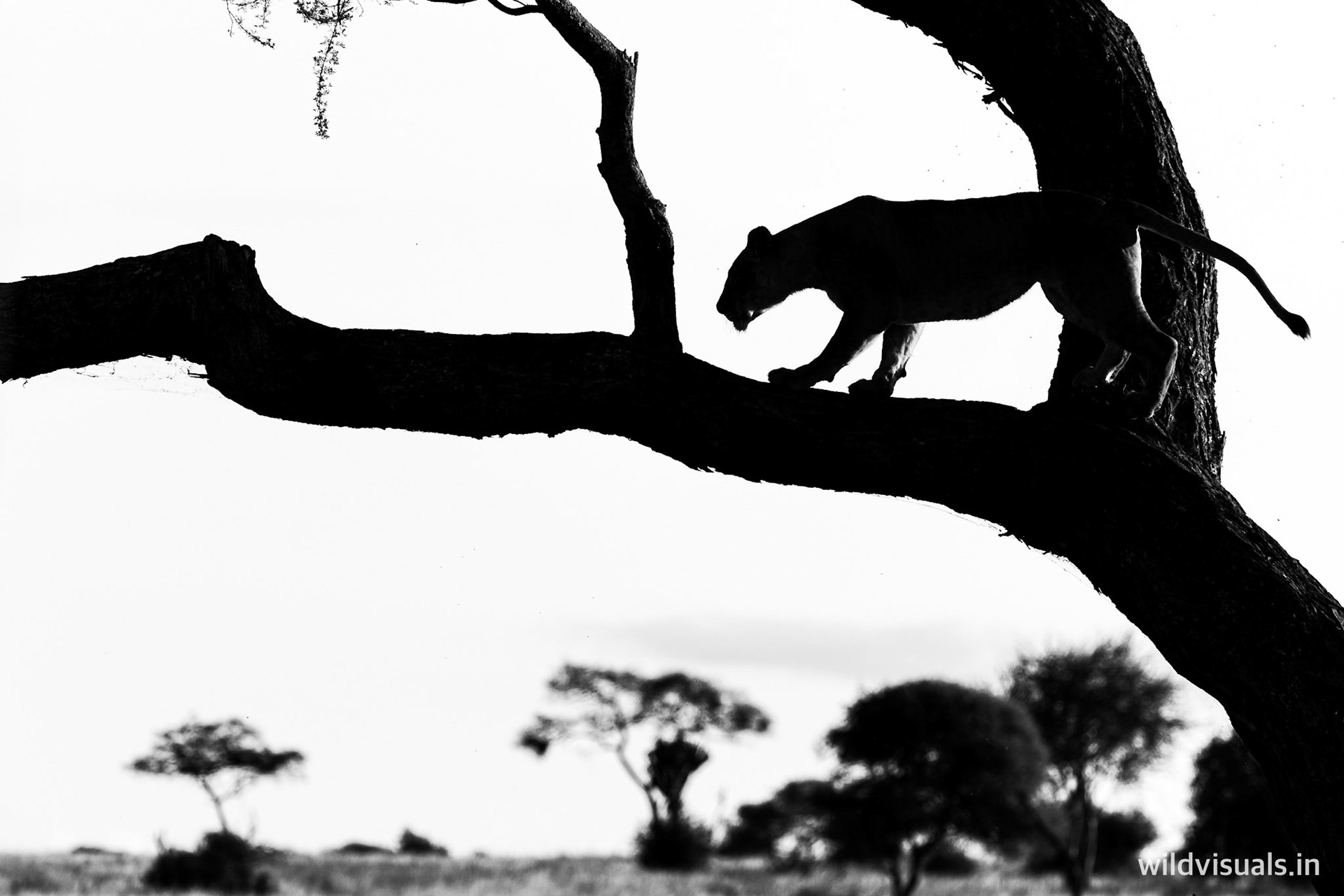 treading carefree | tarangire