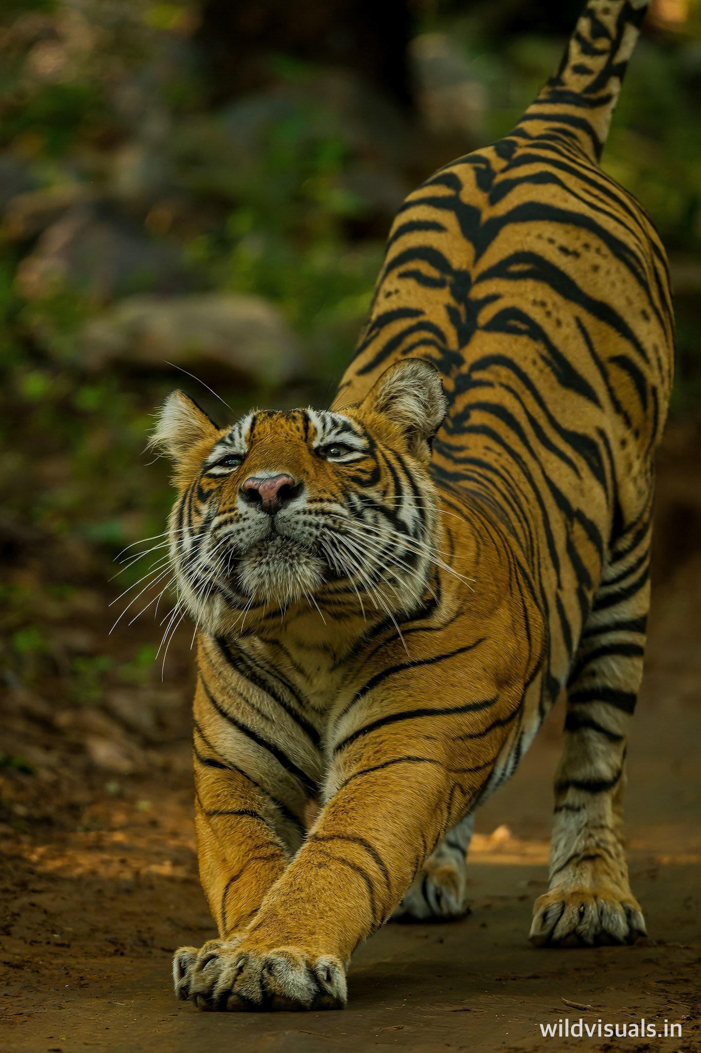 the yogini | ranthambore