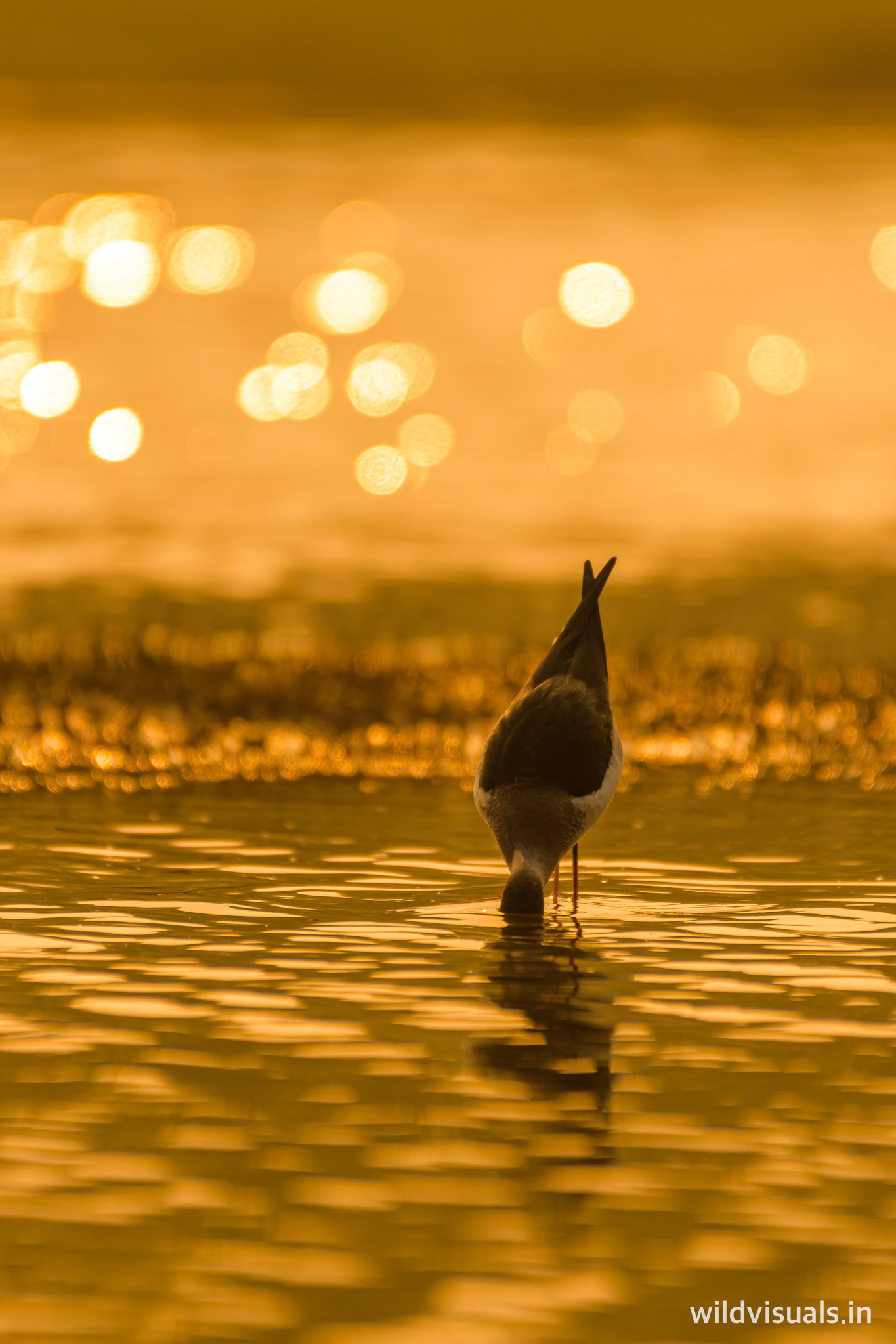pure gold | bhilwara