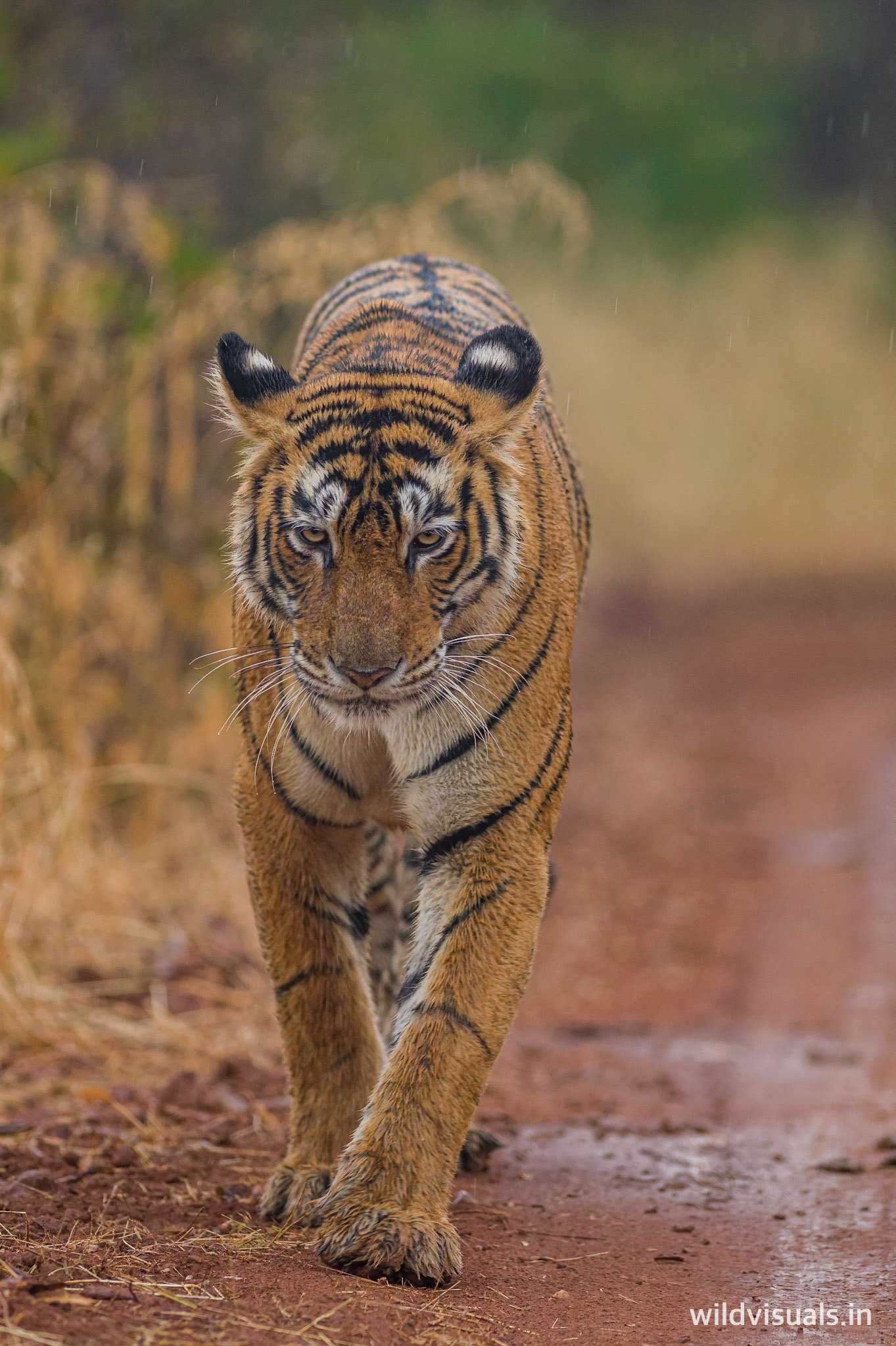ramp queen | ranthambore