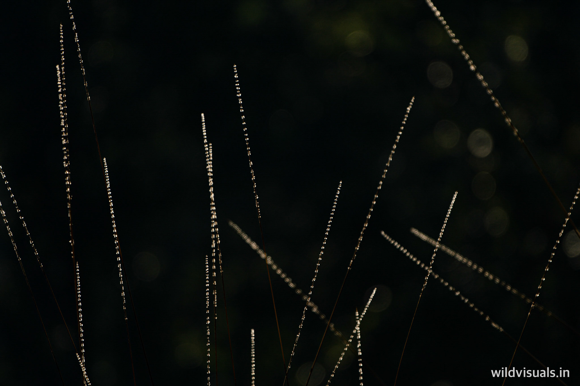 fireworks | kanha