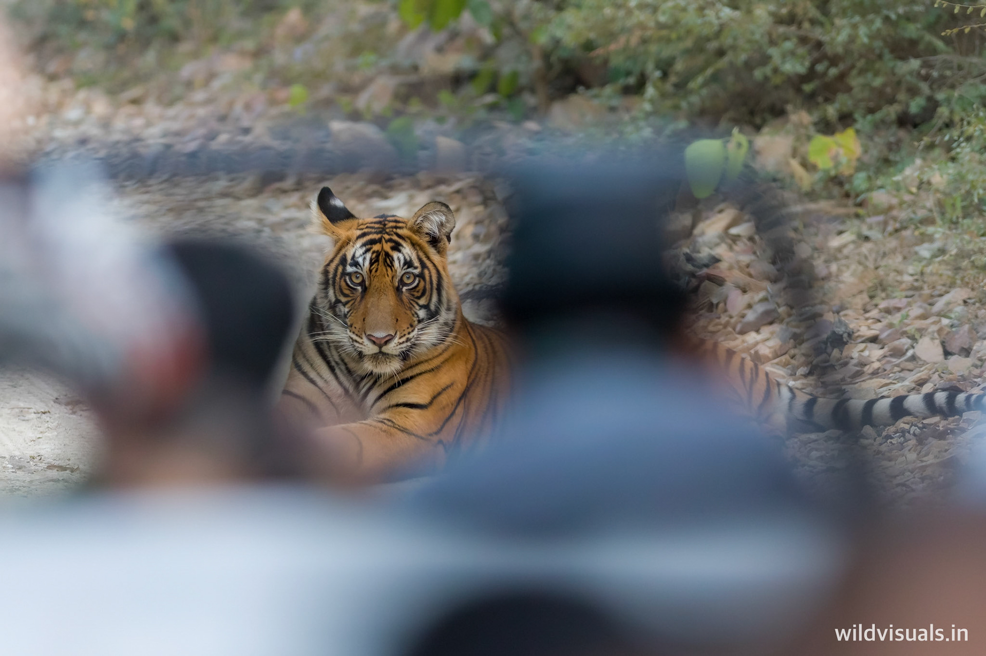 who’s the roadblock | ranthambore