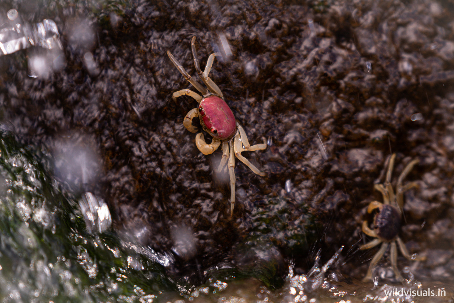 fall base crab | amboli