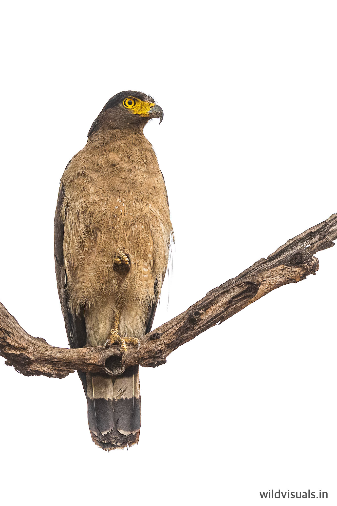 serpent eagle | tadoba