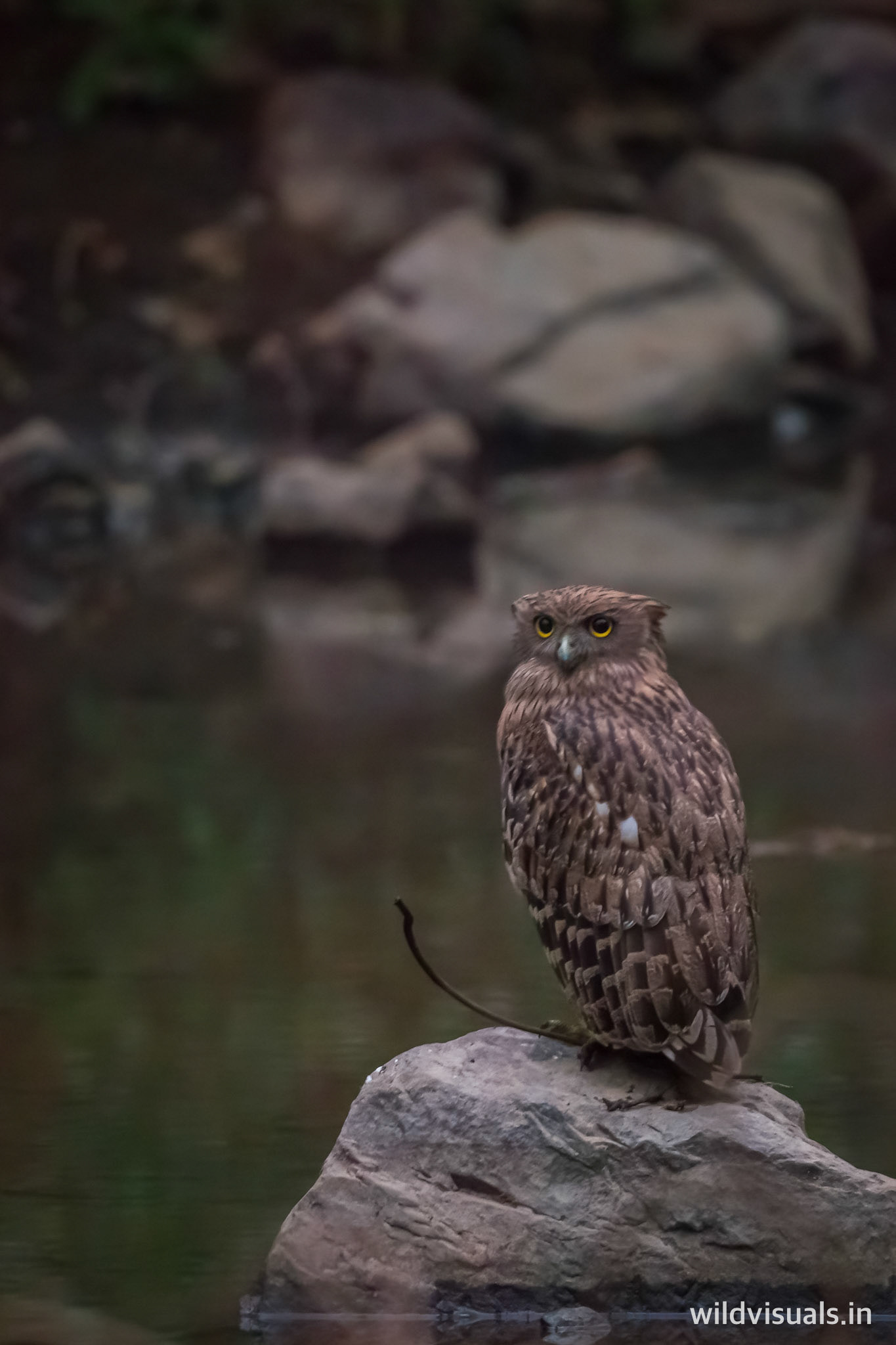 brown fish owl | ranthambore